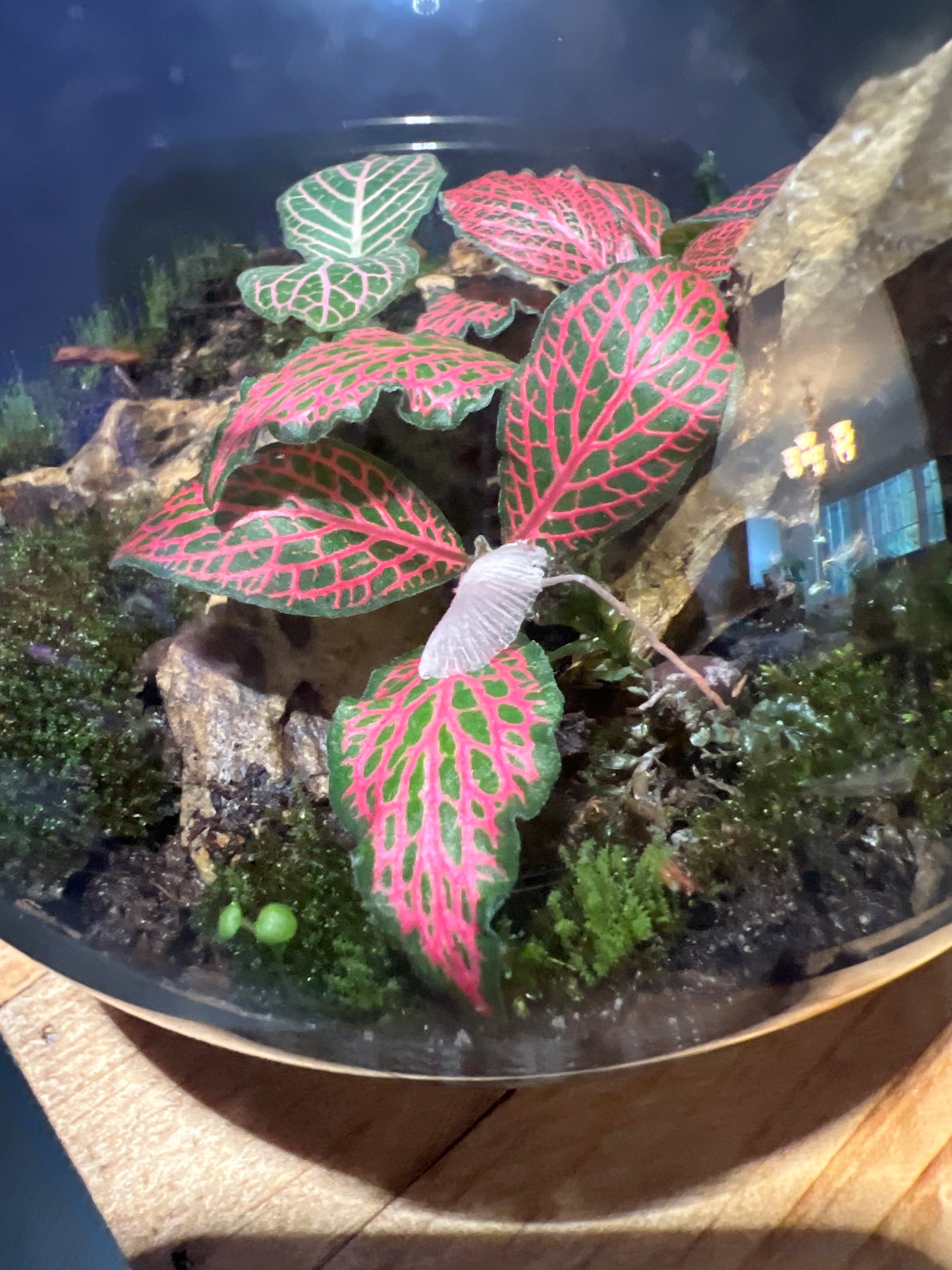Terrarium #6