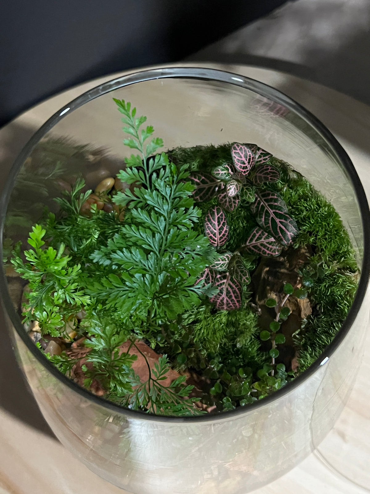 Terrarium 961