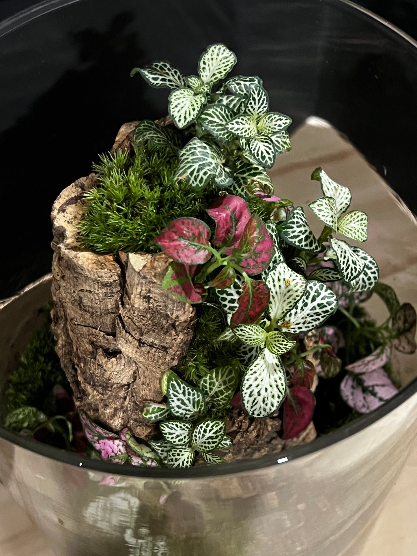Terrarium 807