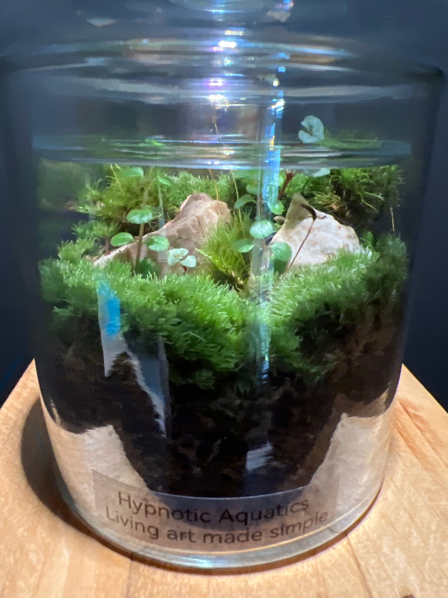 Terrarium #66