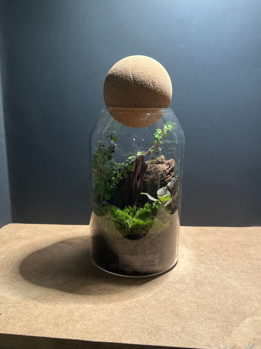 Terrarium 468