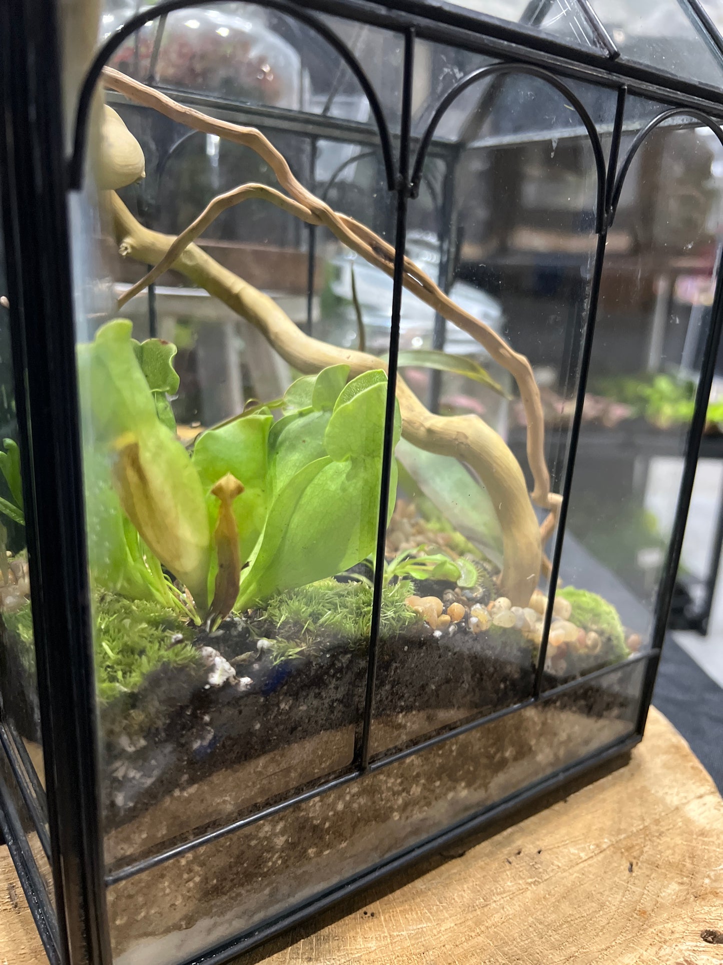 Terrarium 640