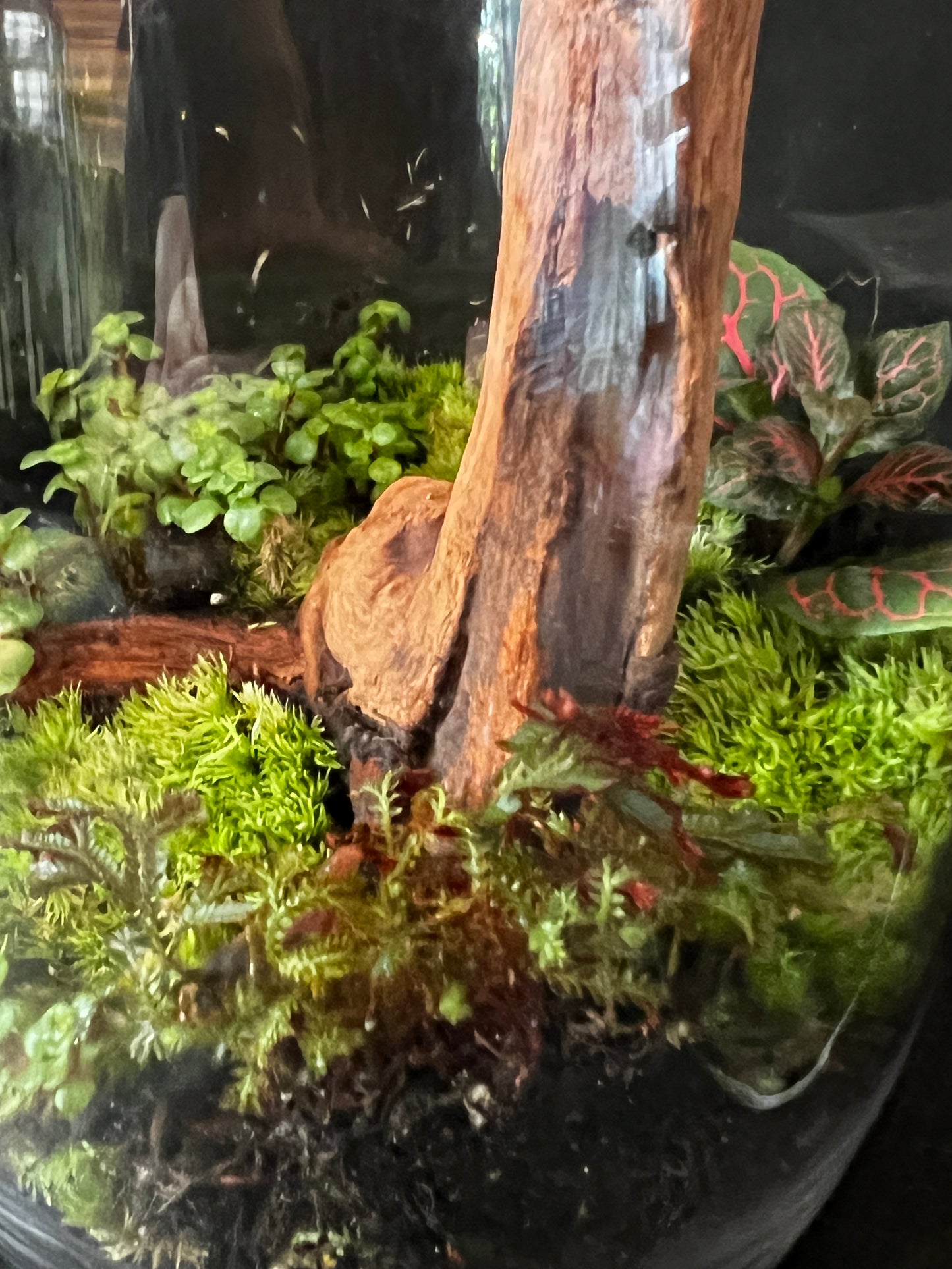 Terrarium 878
