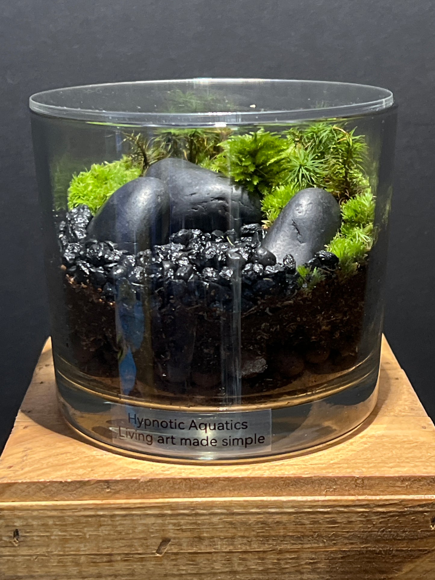 Terrarium #117