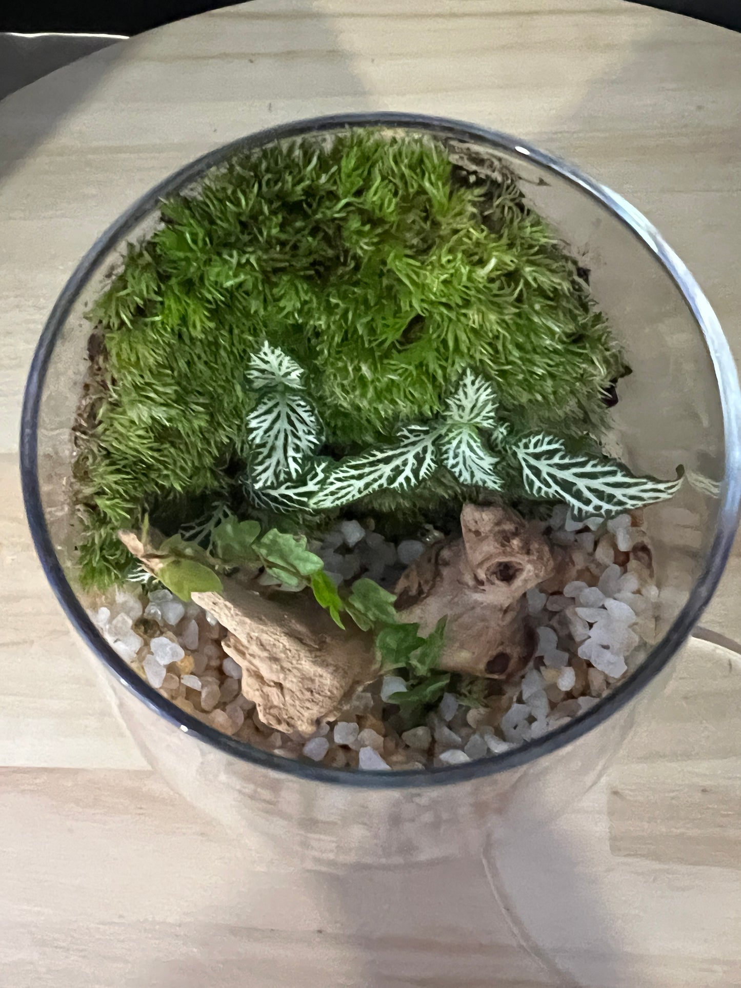 Terrarium 882