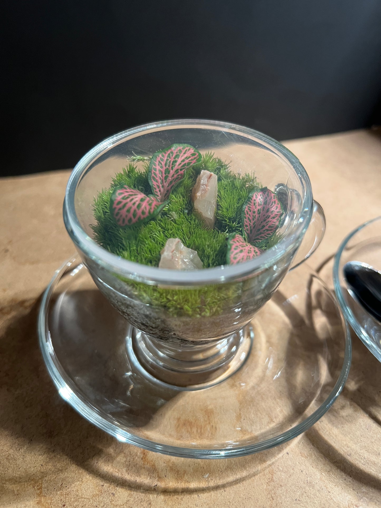 Terrarium 897 (seti)