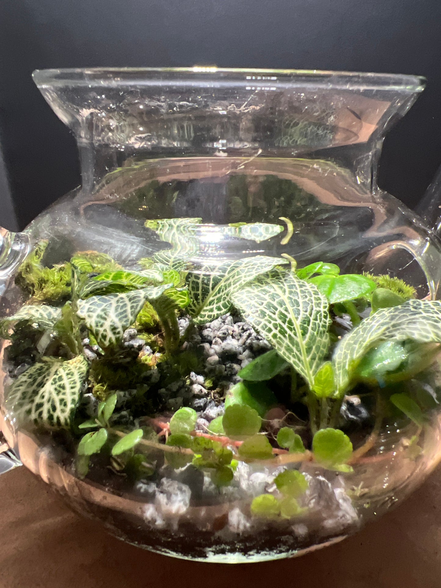 Terrarium 505