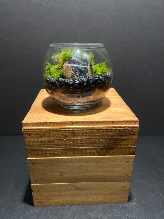 Terrarium #96