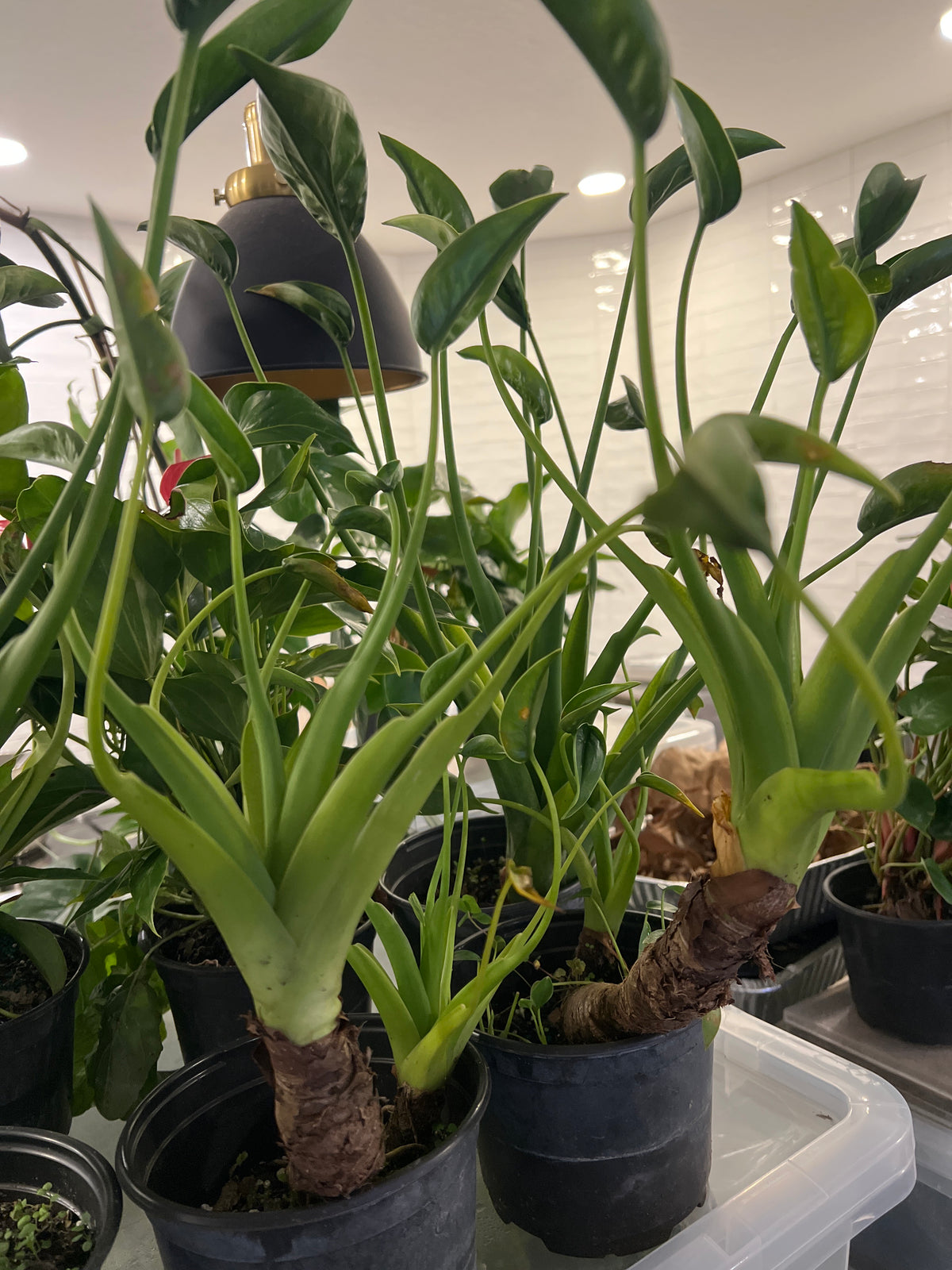 Live Plants: Alocasia Tiny Dancer