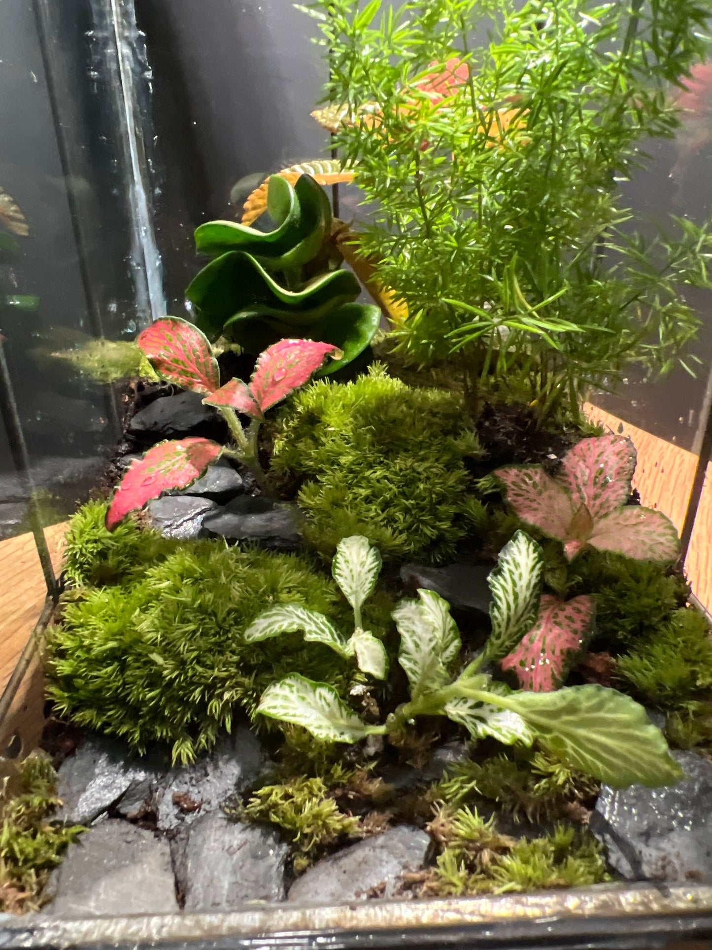 Terrarium 539