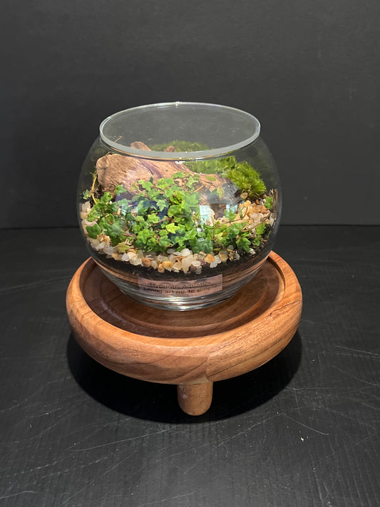 Terrarium 342