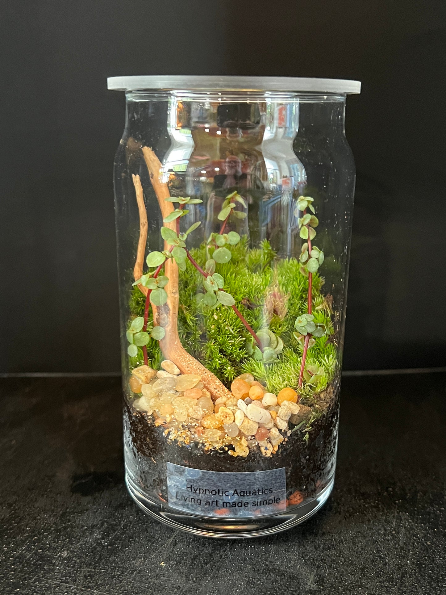 Terrarium 875