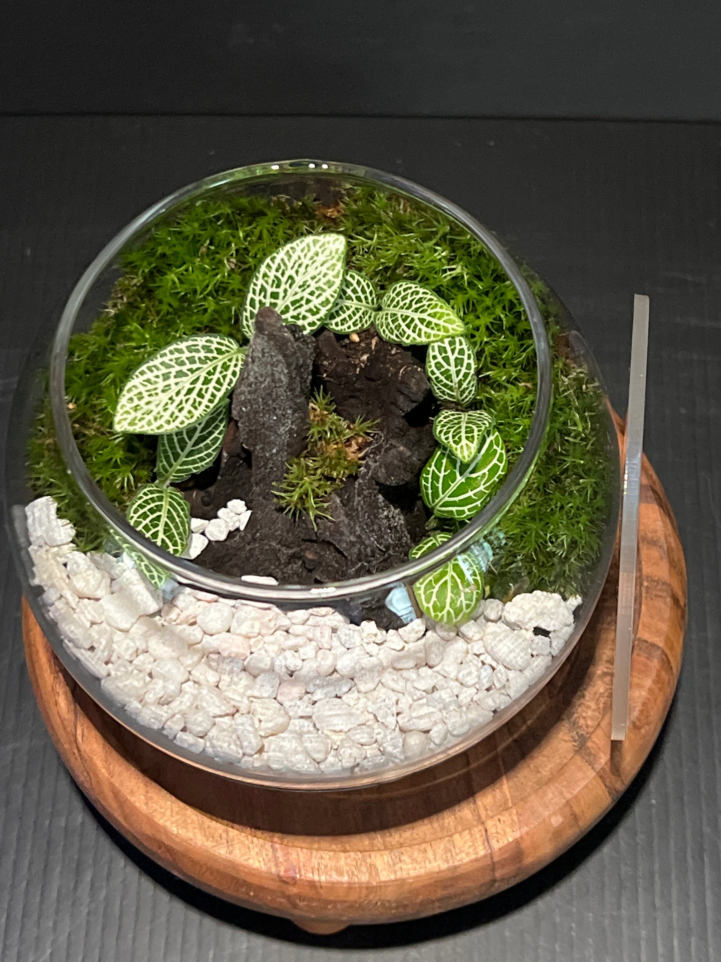 Terrarium 339