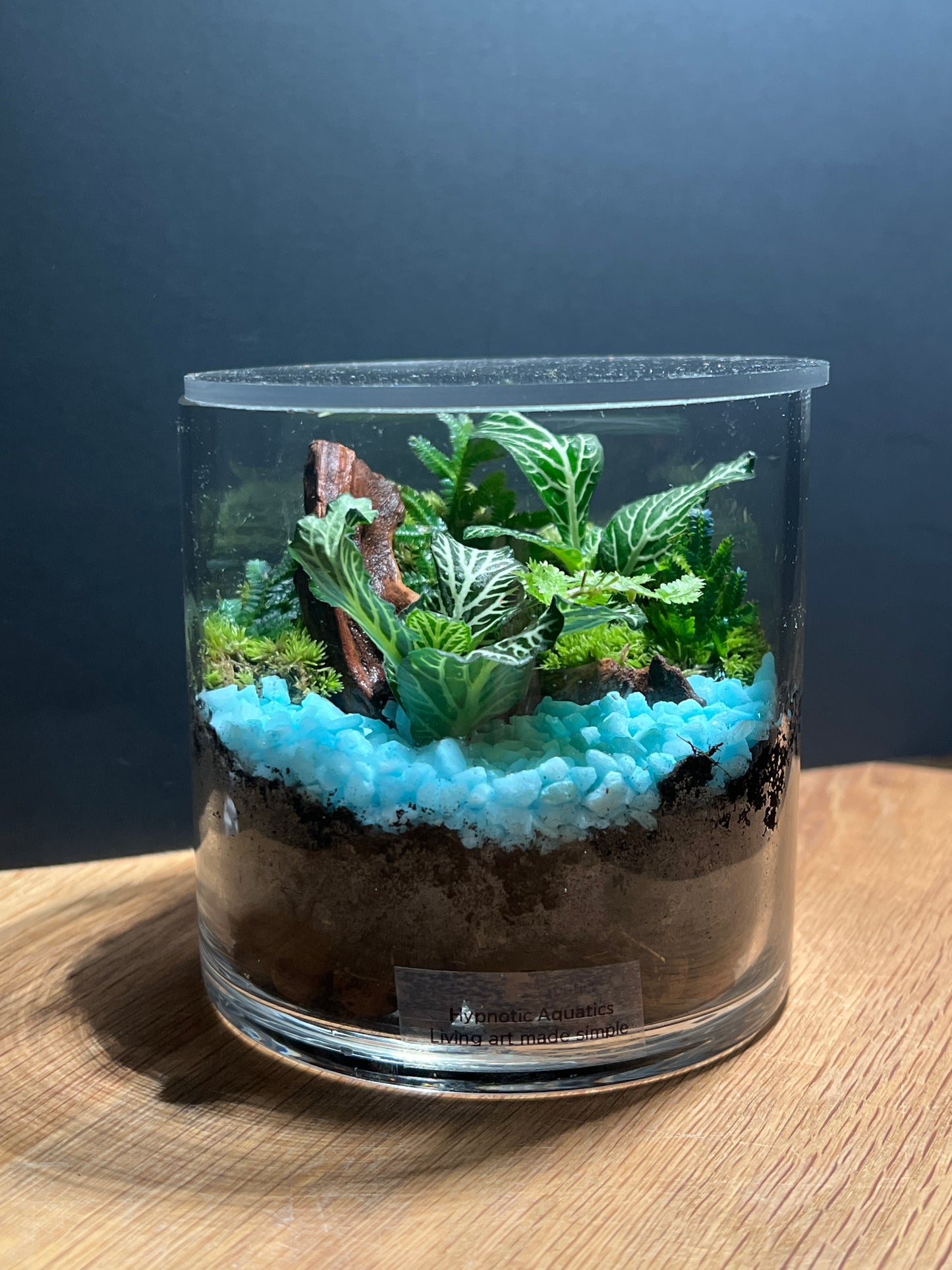 Terrarium 516