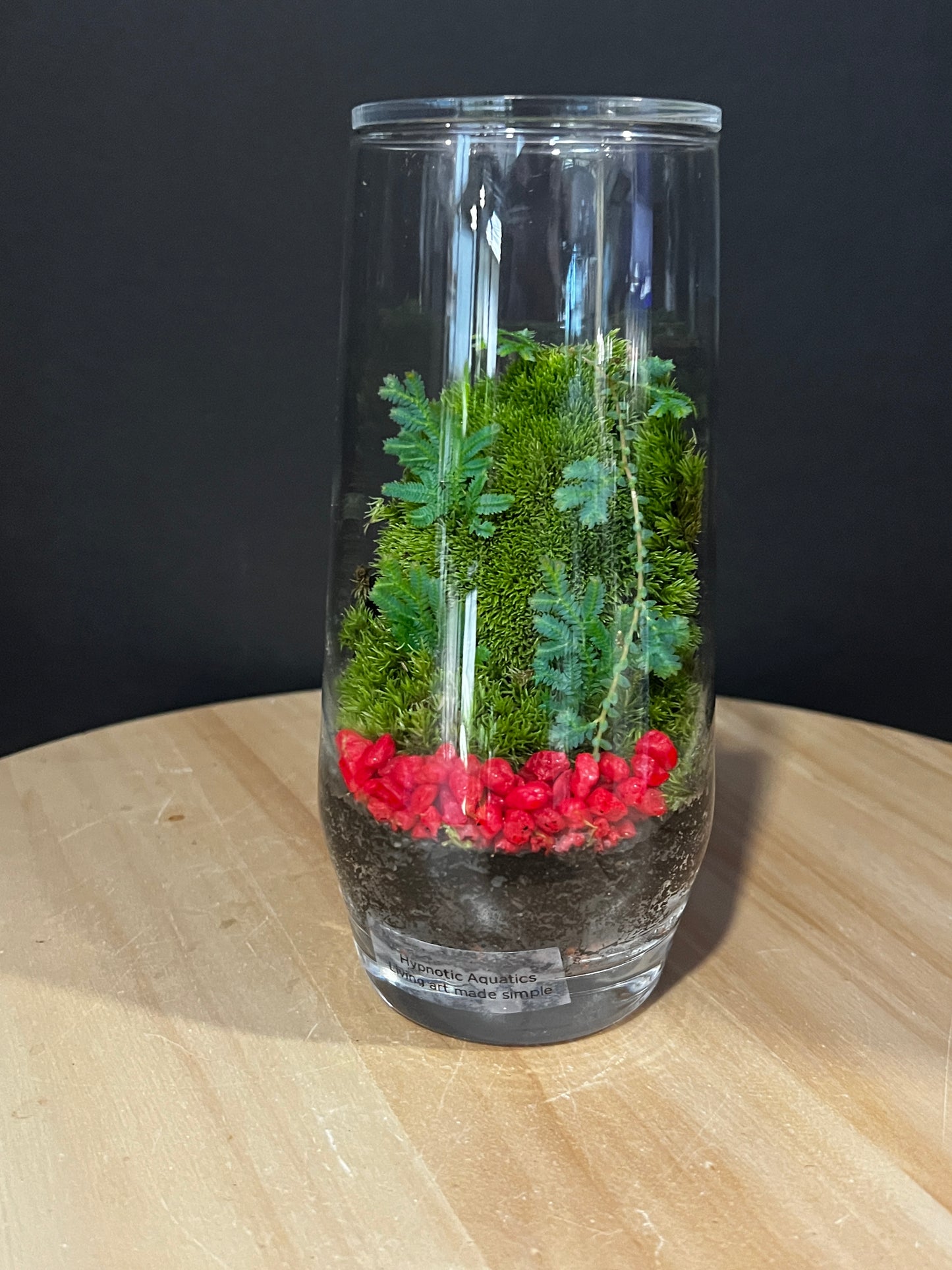Terrarium 916