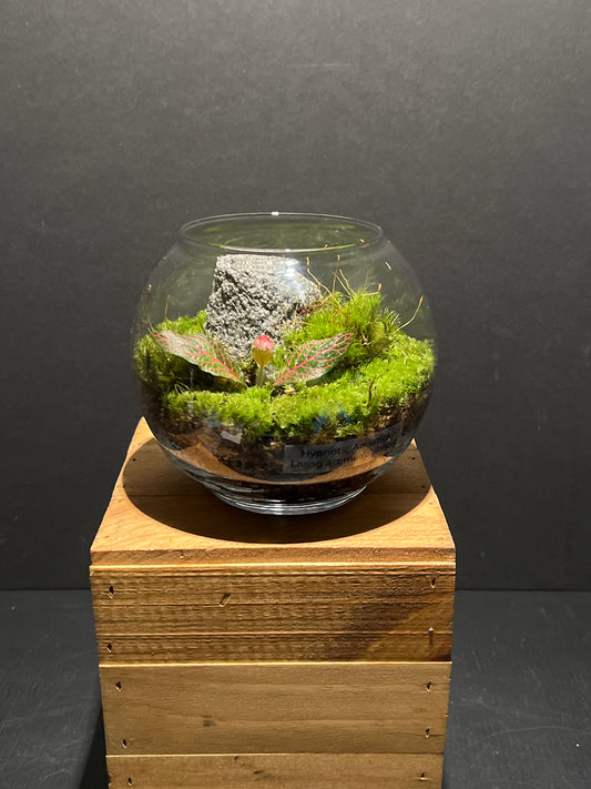 Terrarium 178