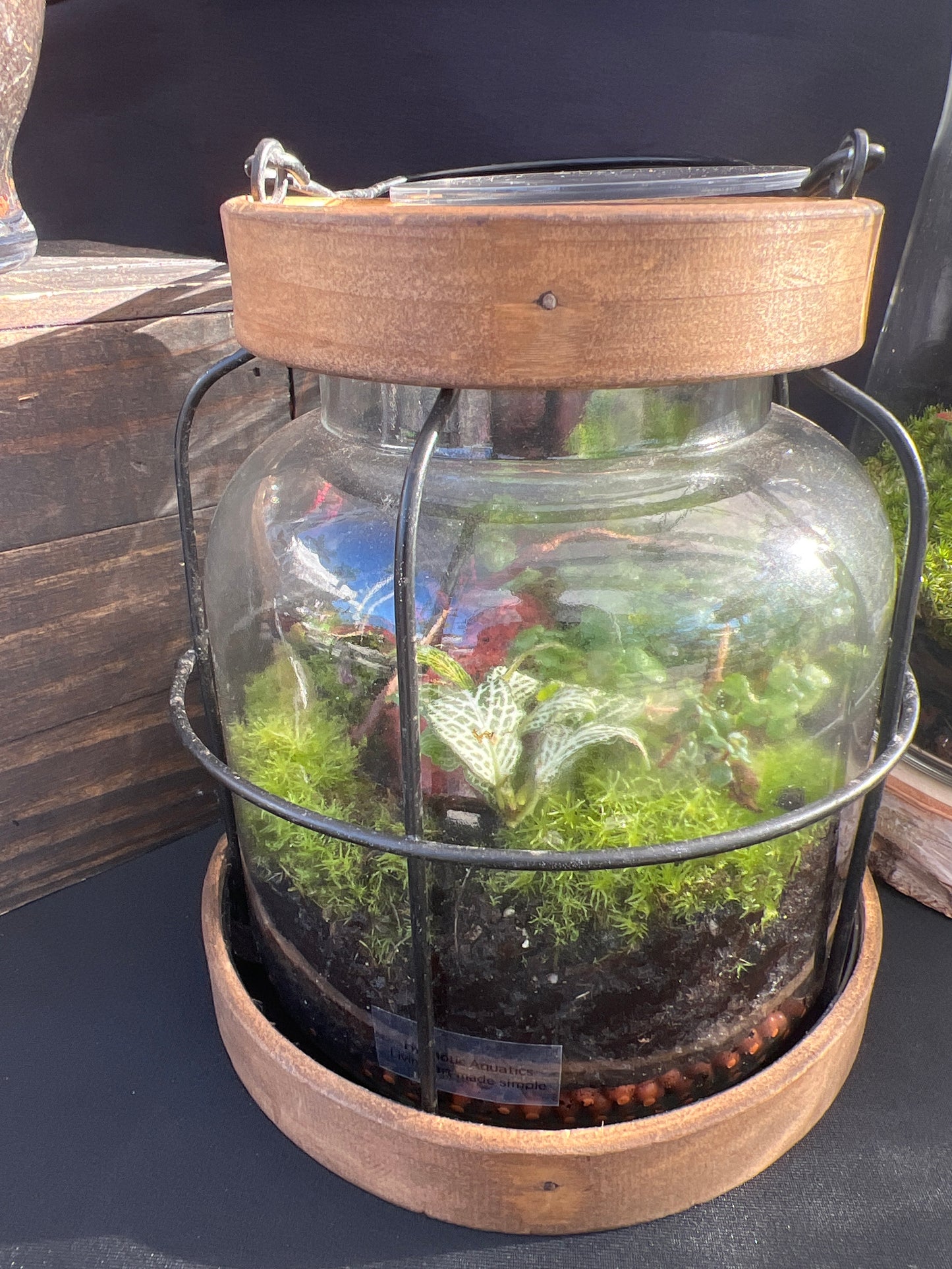 Terrarium 451