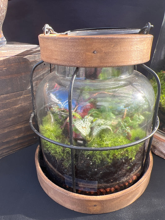 Terrarium 451