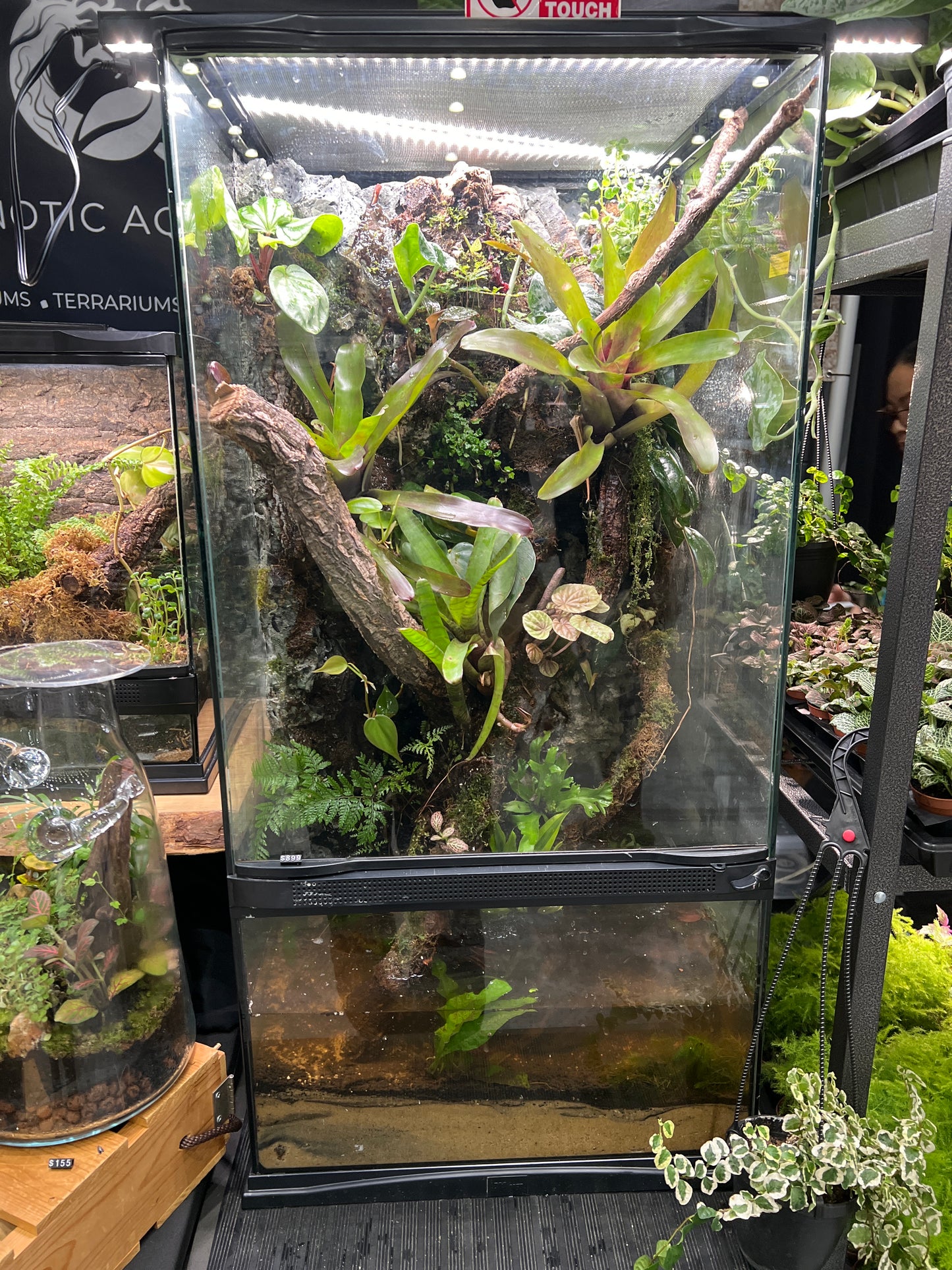 Paludarium x 36”