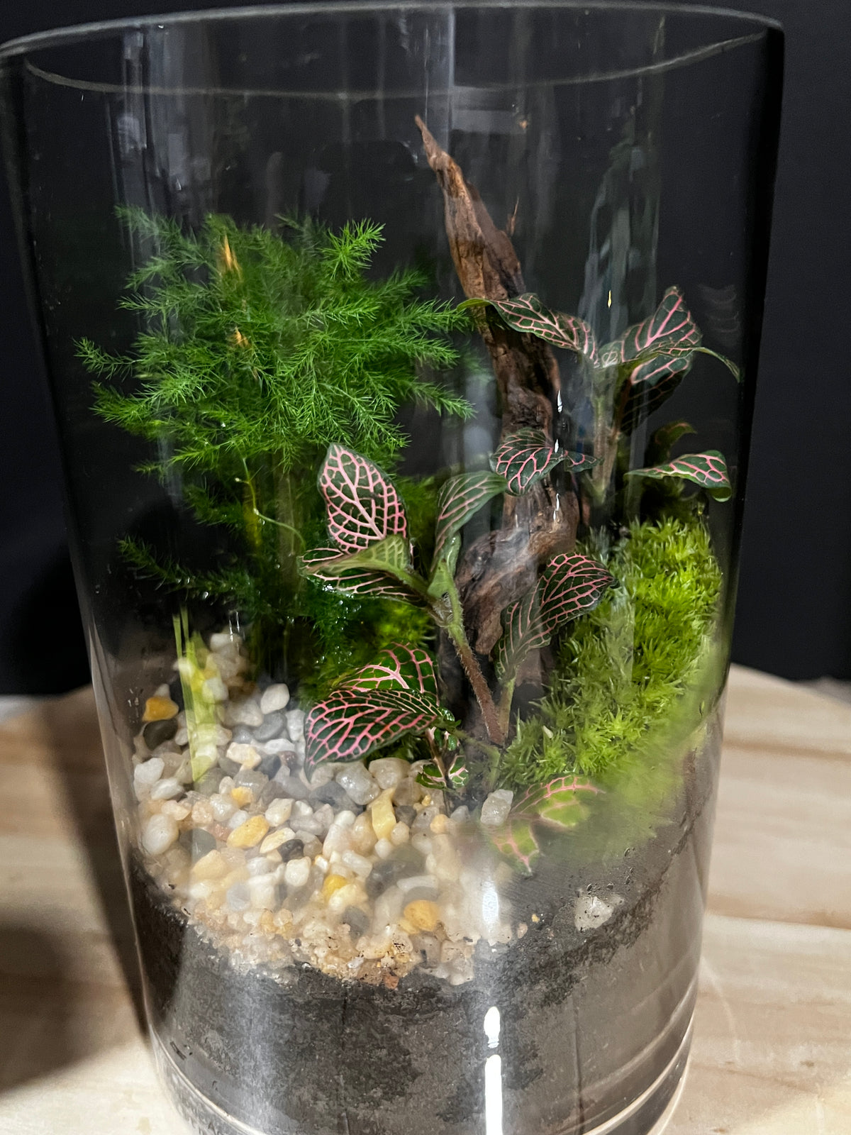 Terrarium 973