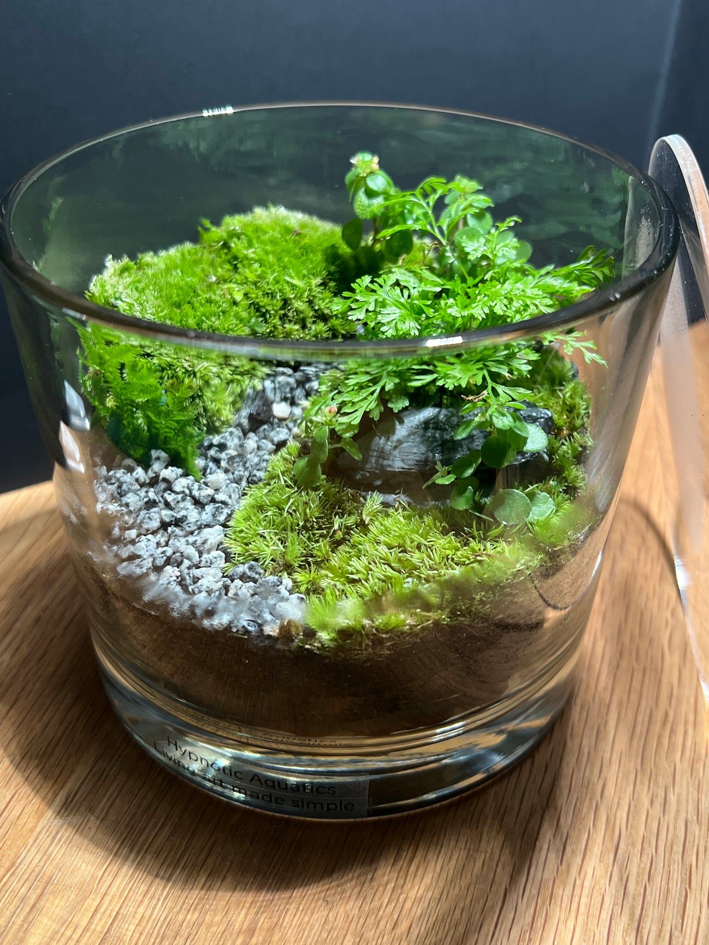 Terrarium 517