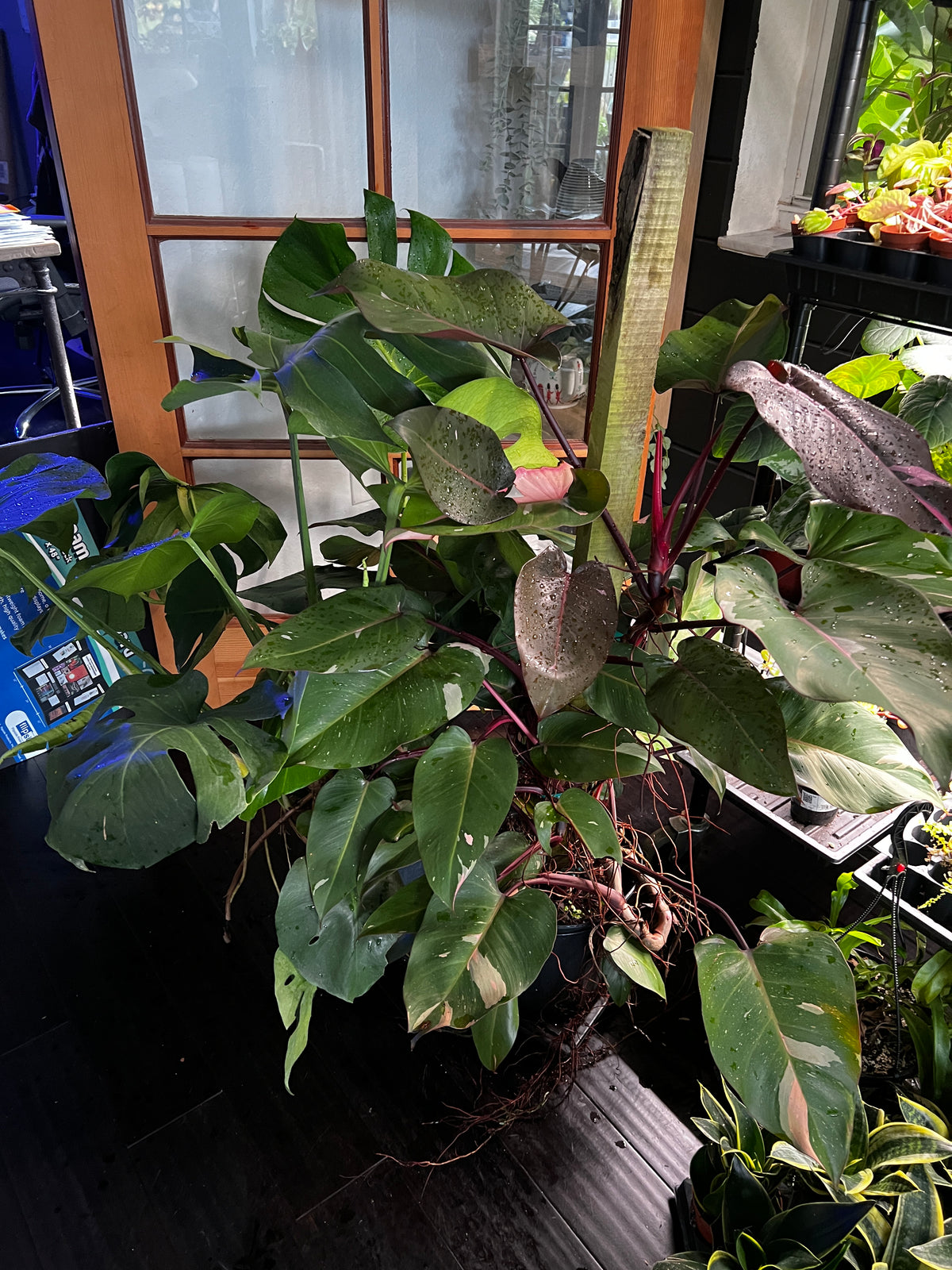 Live Plants: Philodendron Pink Princess 8” Totem