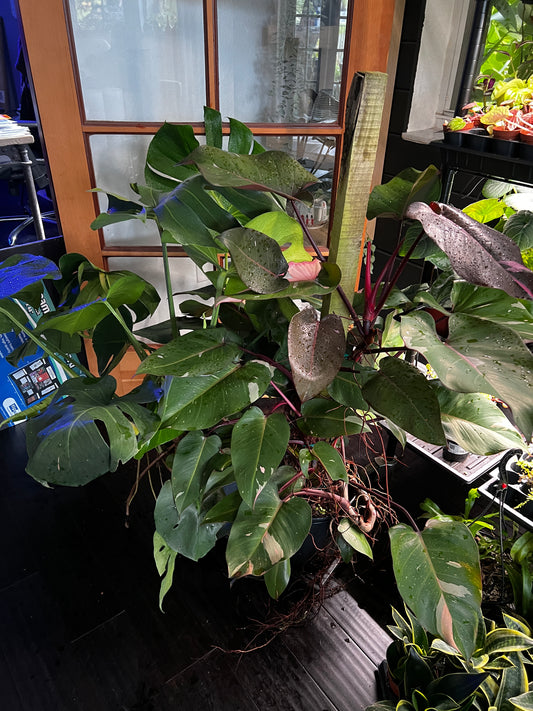 Live Plants: Philodendron Pink Princess 8” Totem 3ft