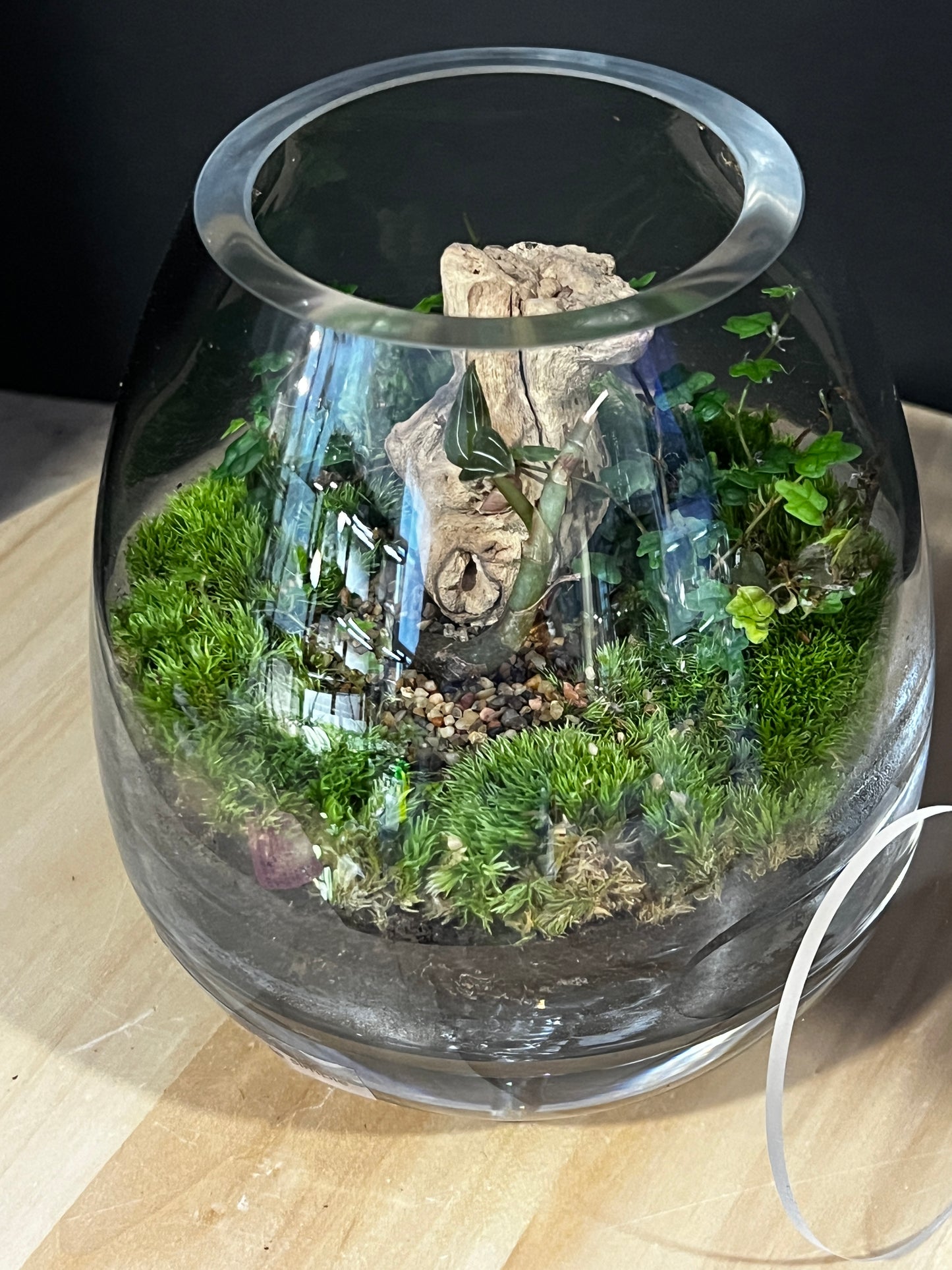 Terrarium 914