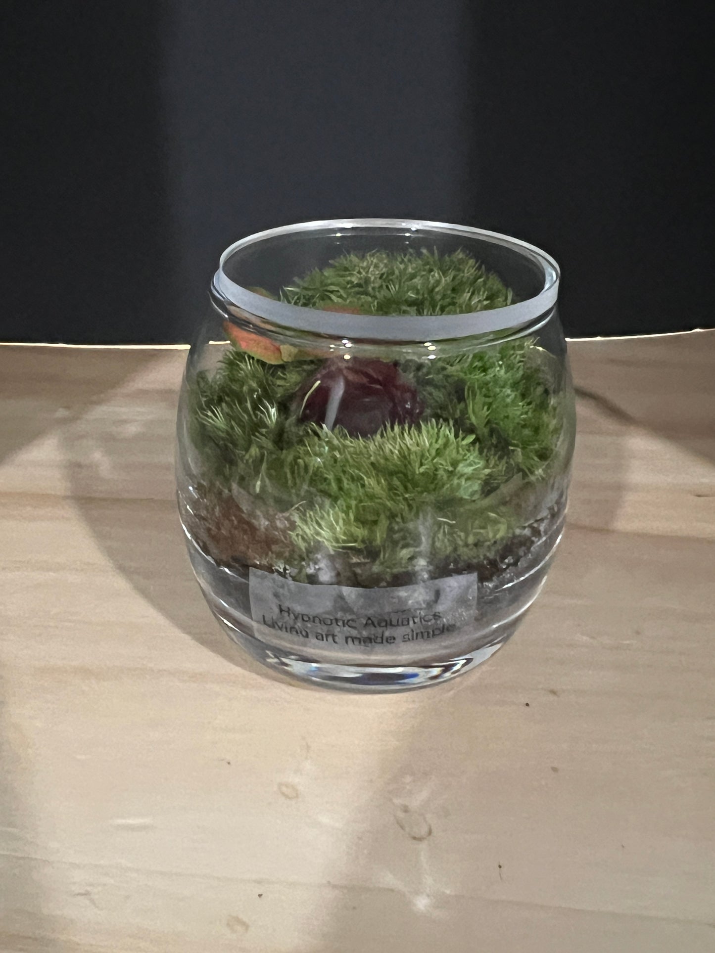 Terrarium 806