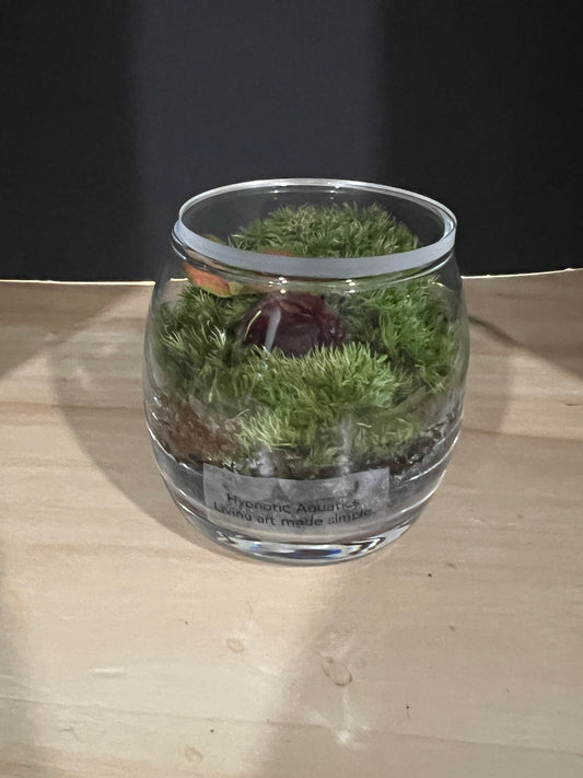 Terrarium 806