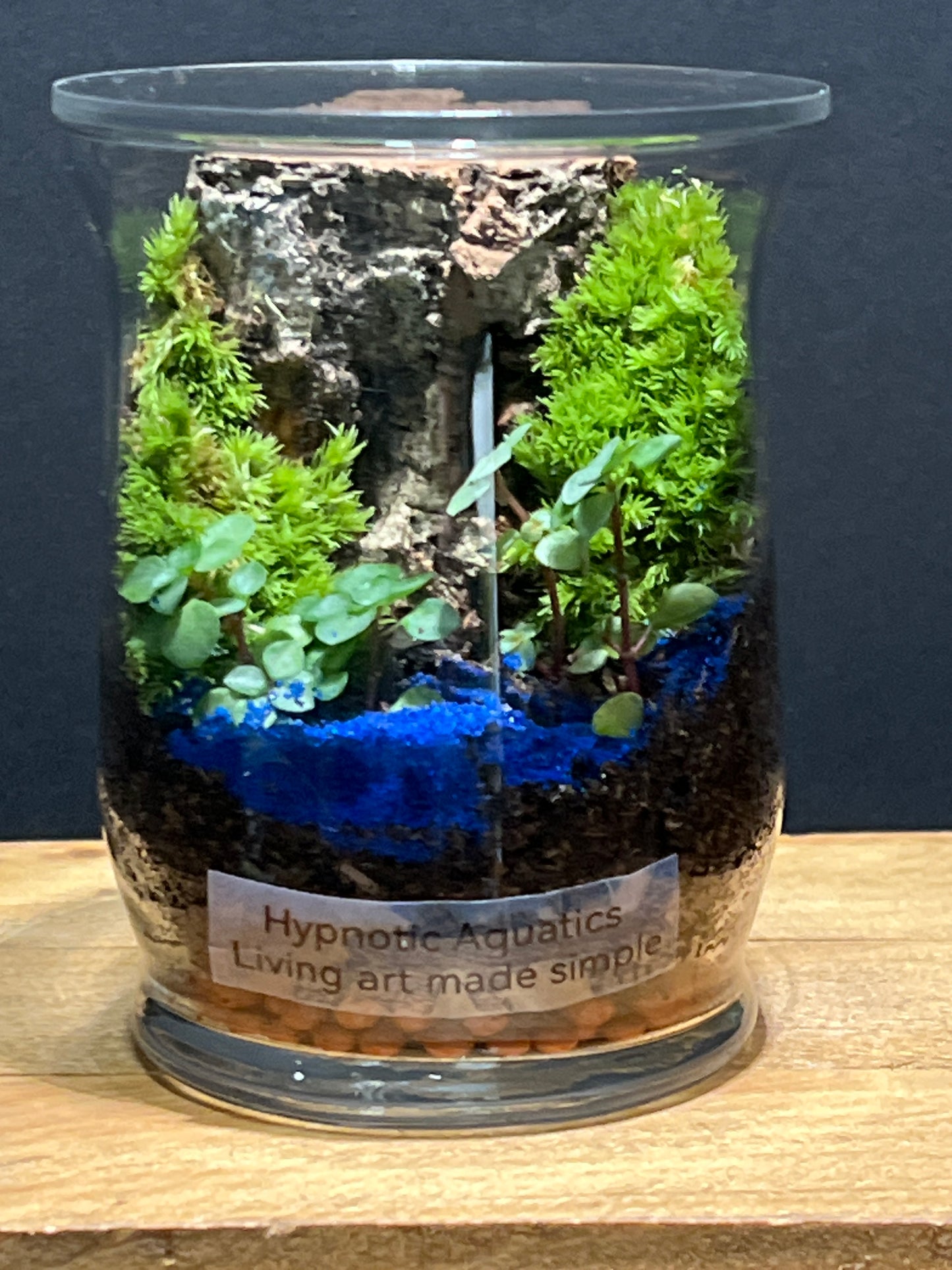 Terrarium #127