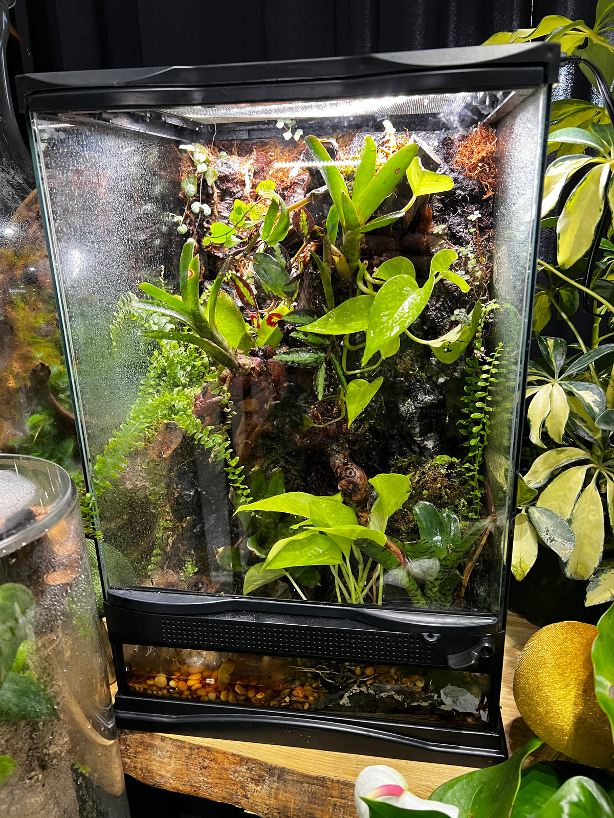 Paludarium 12x12x18