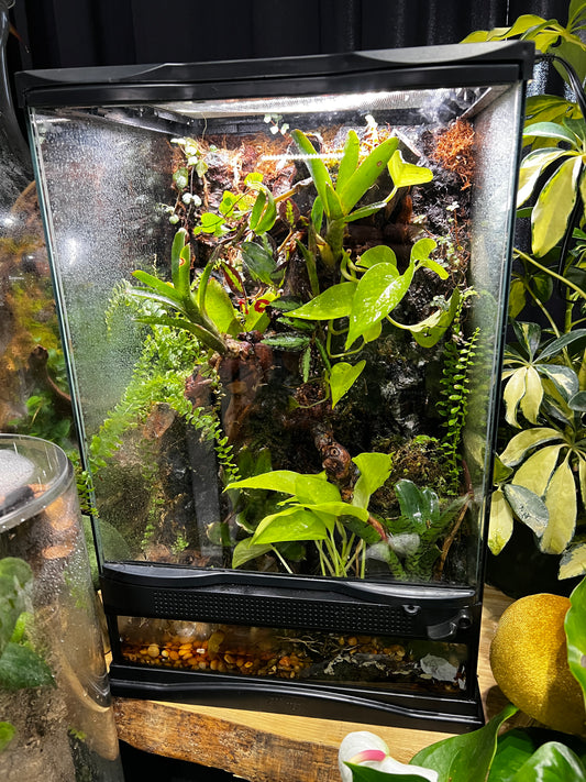 Paludarium 12x12x18