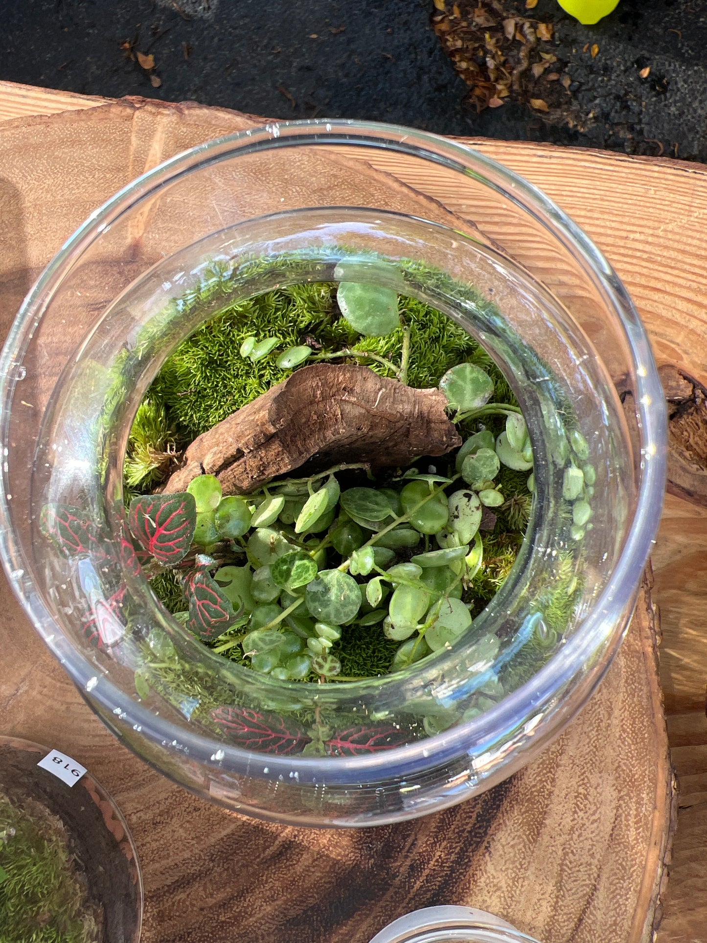 Terrarium 928