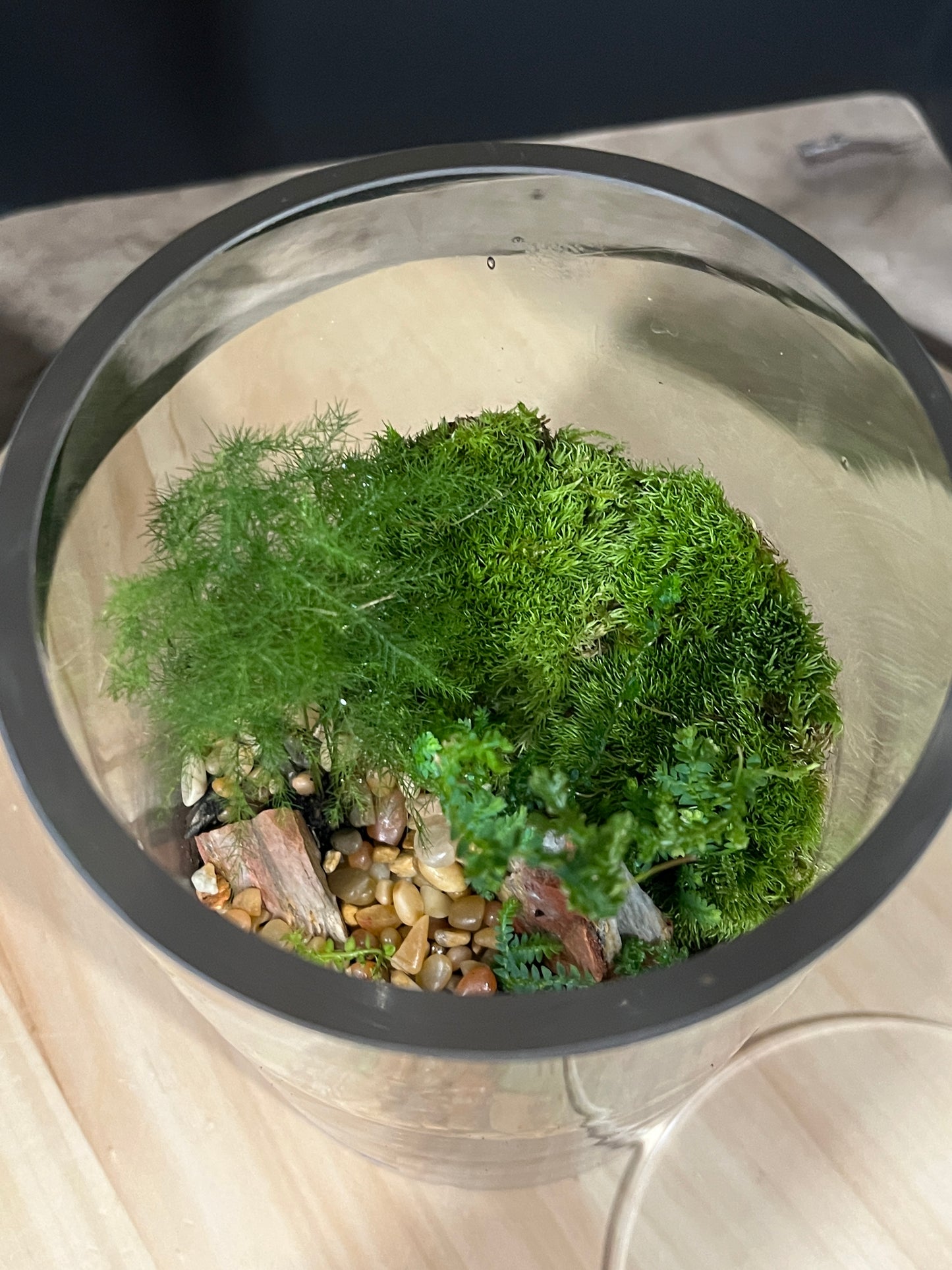 Terrarium 909