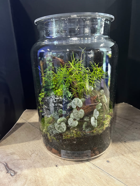Terrarium 893