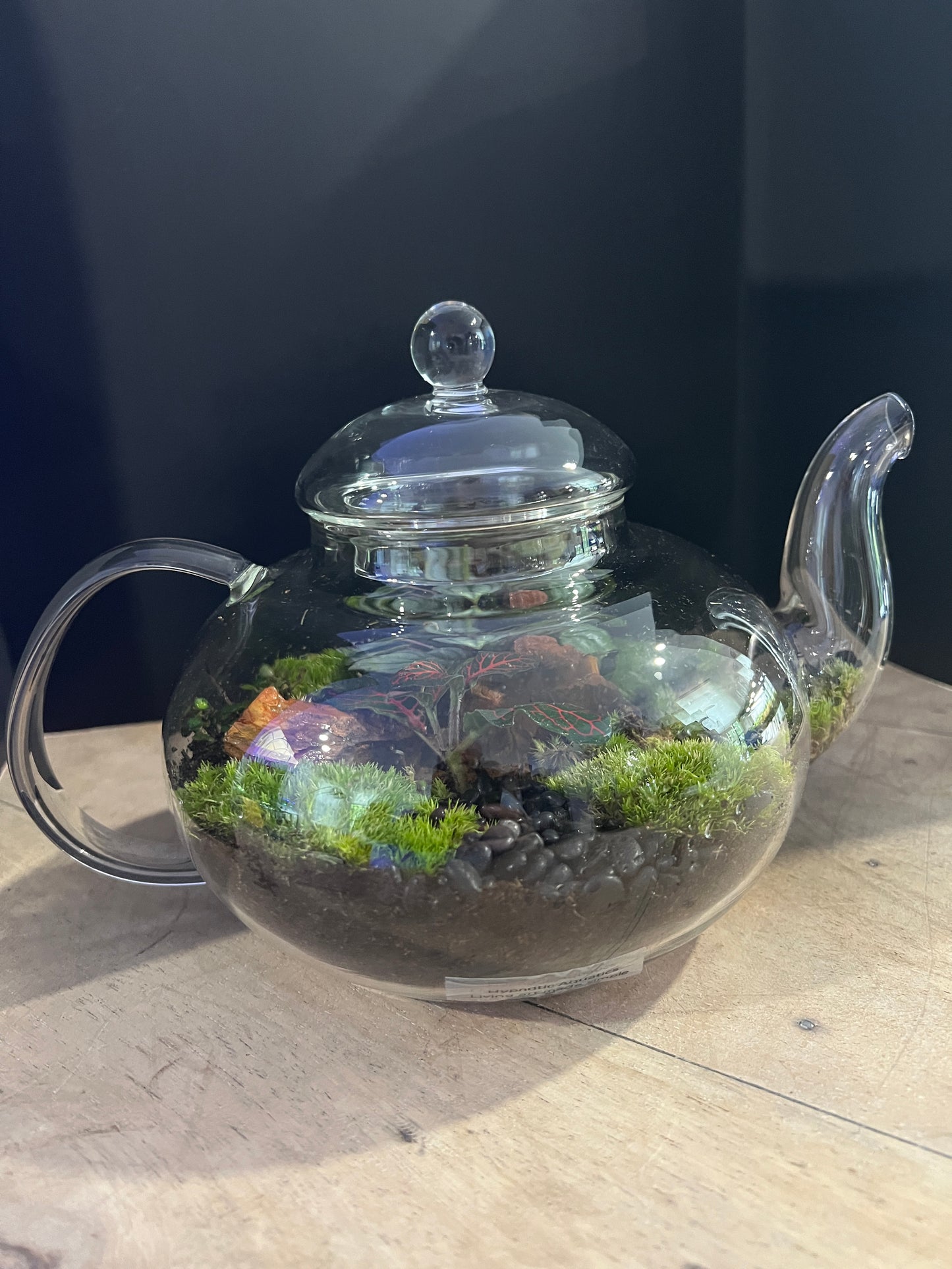 Terrarium 892
