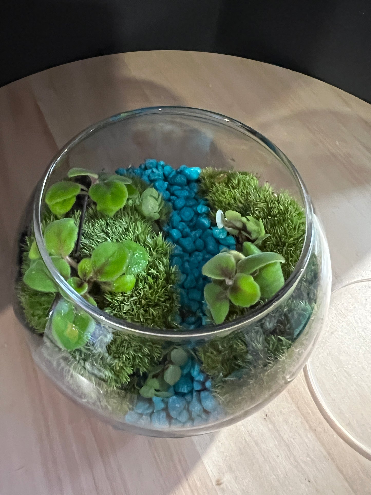 Terrarium 799