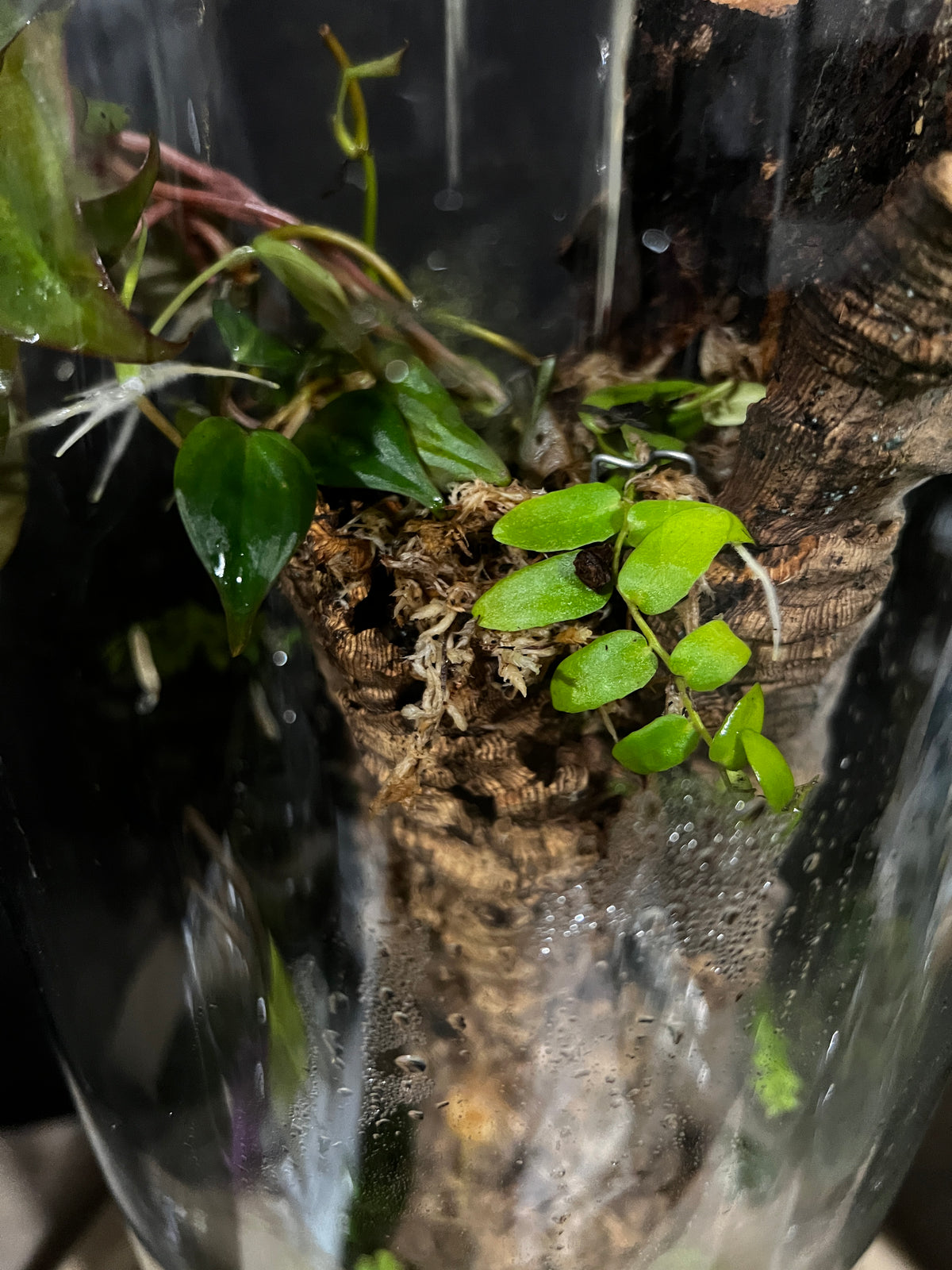 Terrarium 947