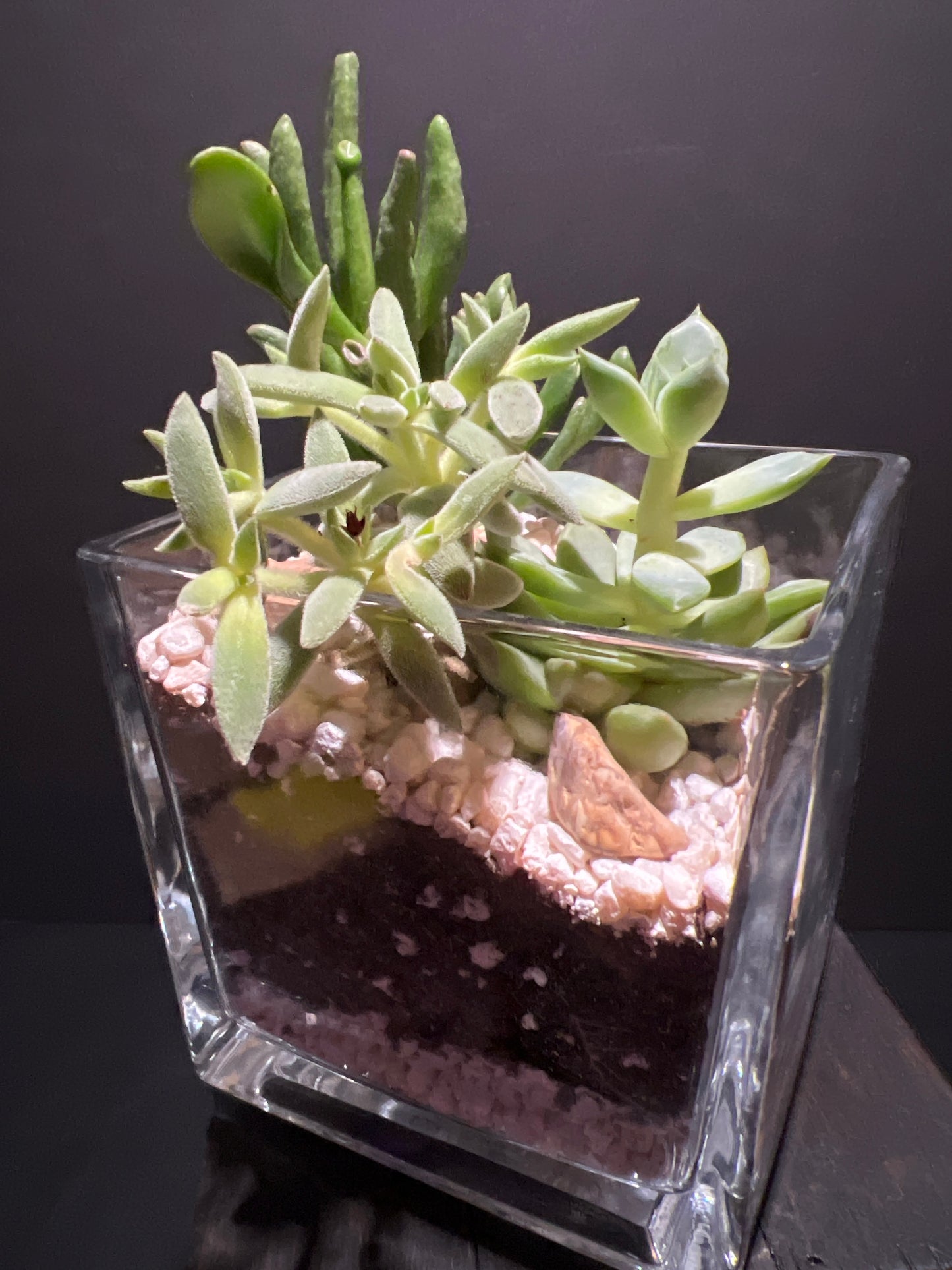 Terrarium #15