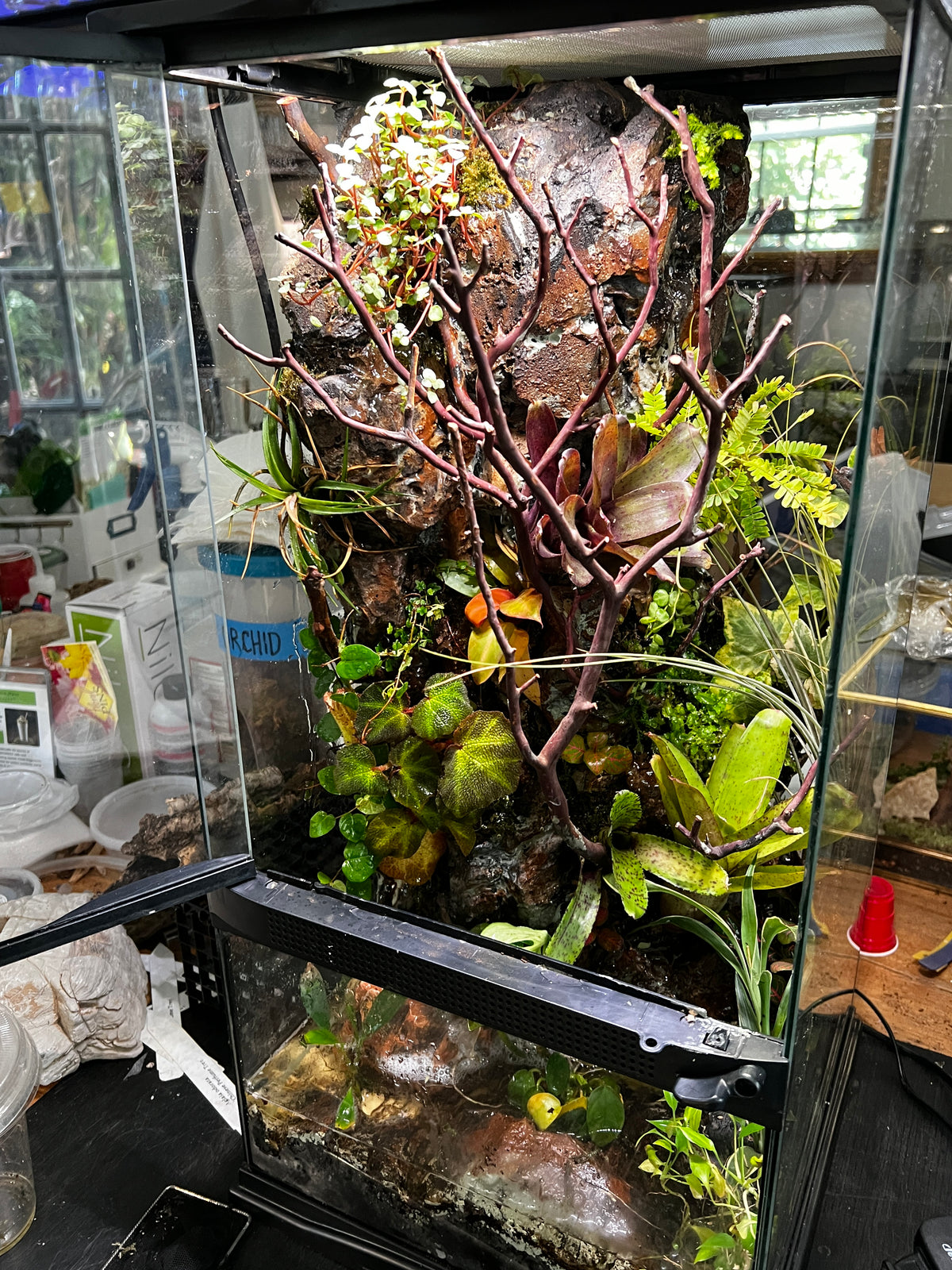 Paludarium 12x12x24