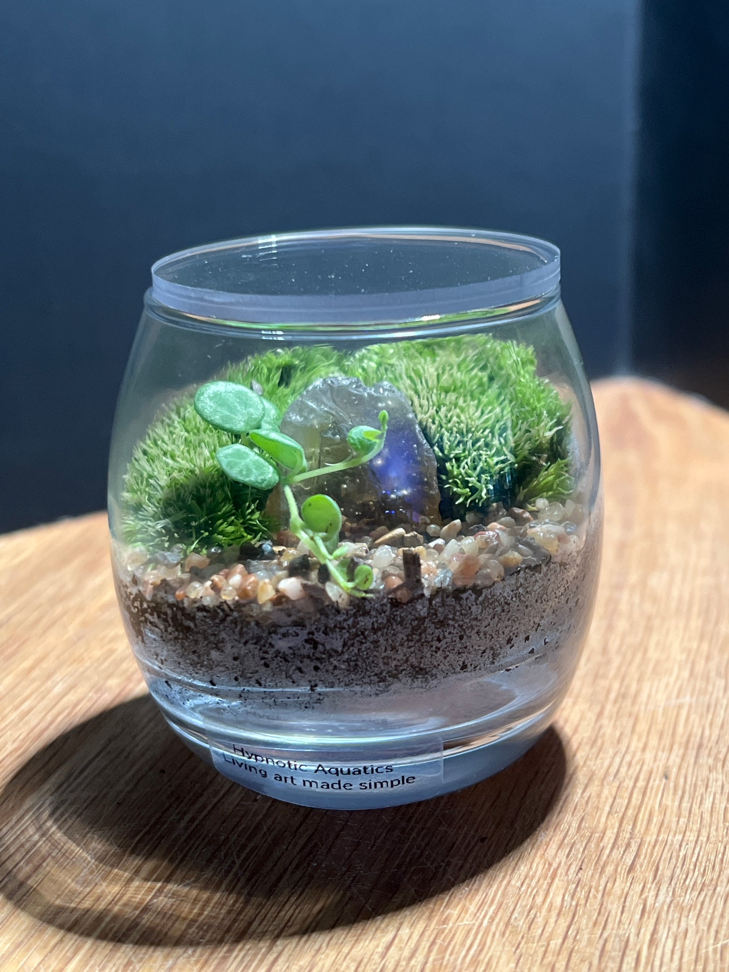 Terrarium 527