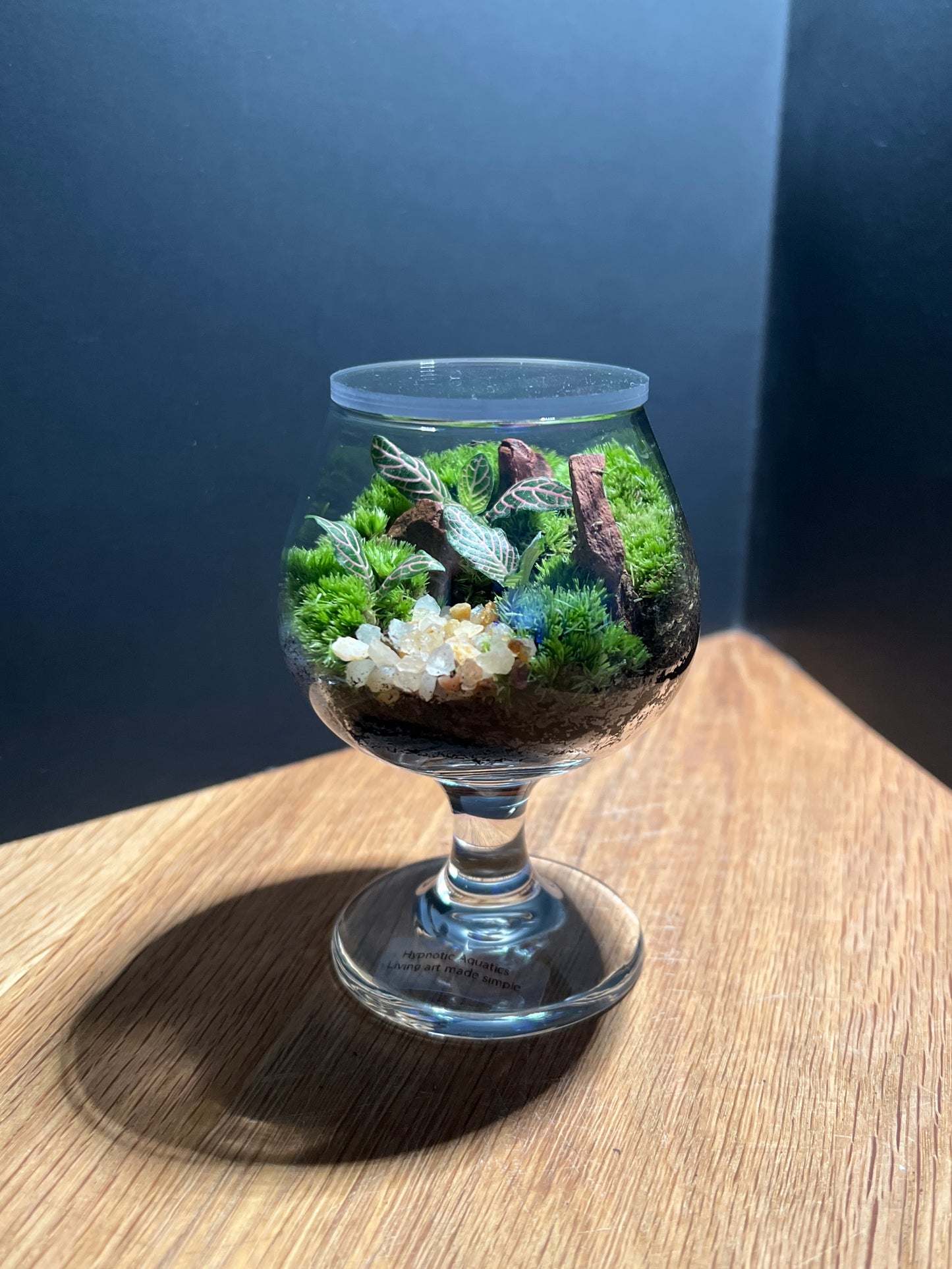 Terrarium 524