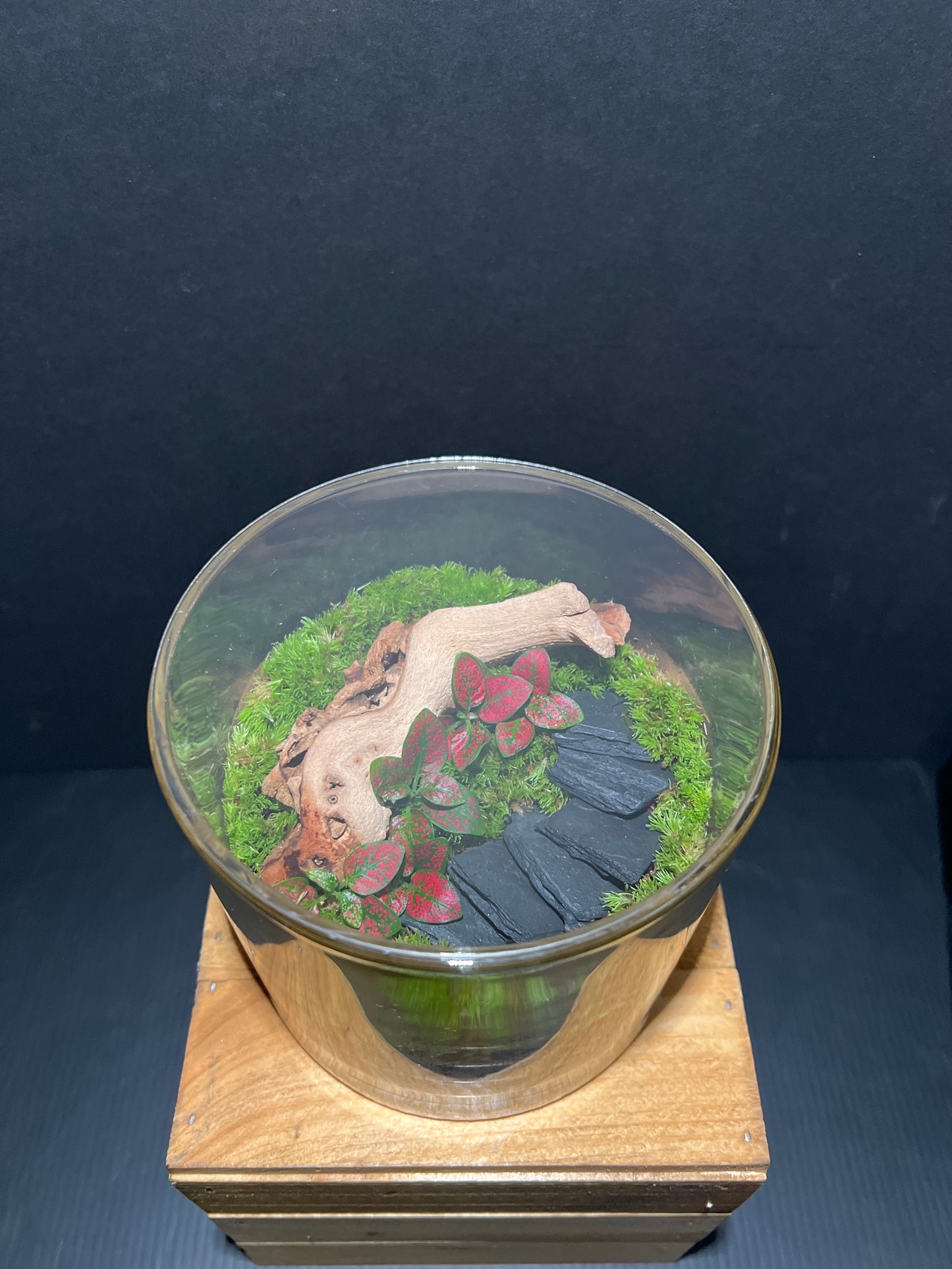 Terrarium #87