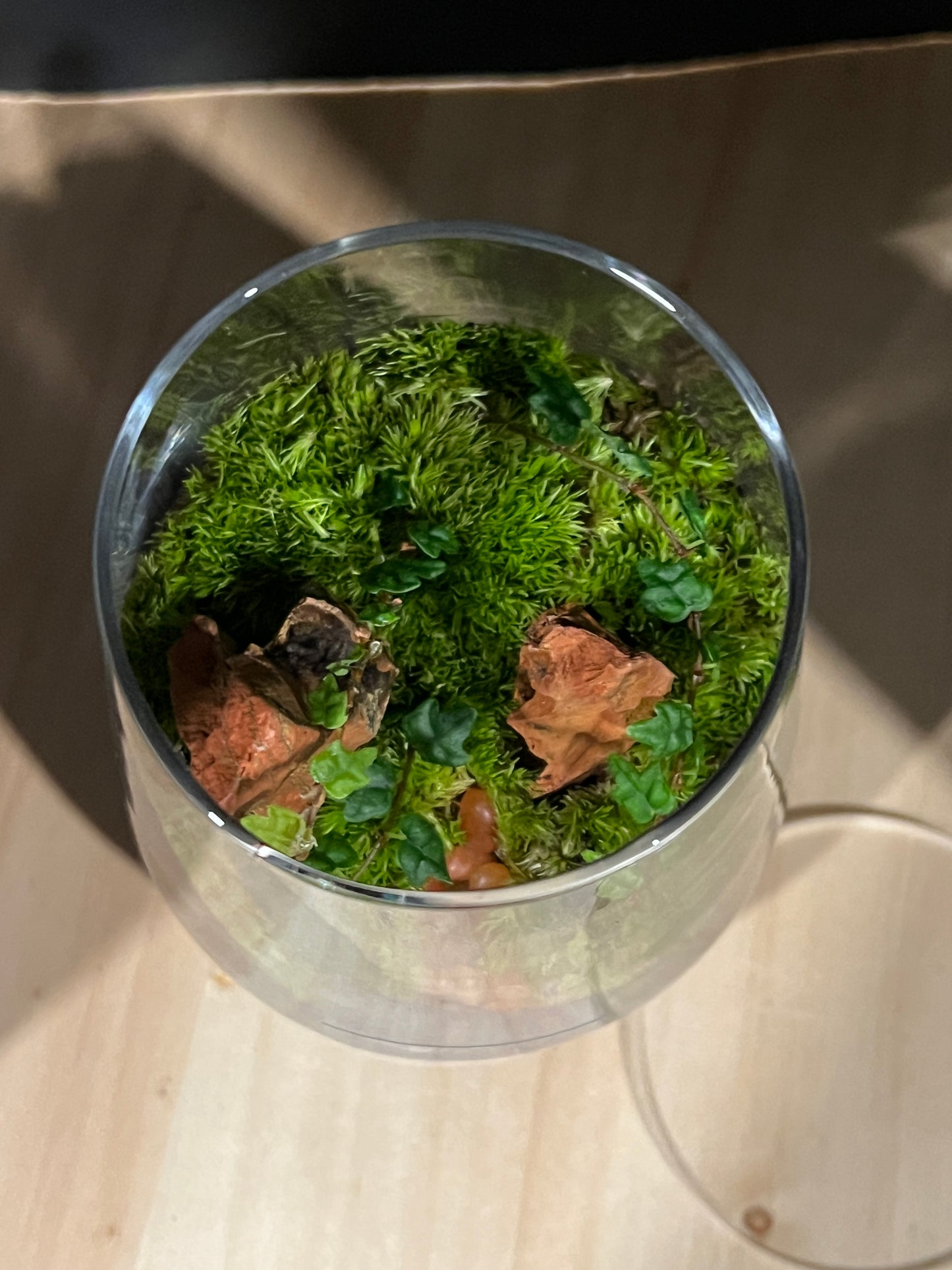Terrarium 801