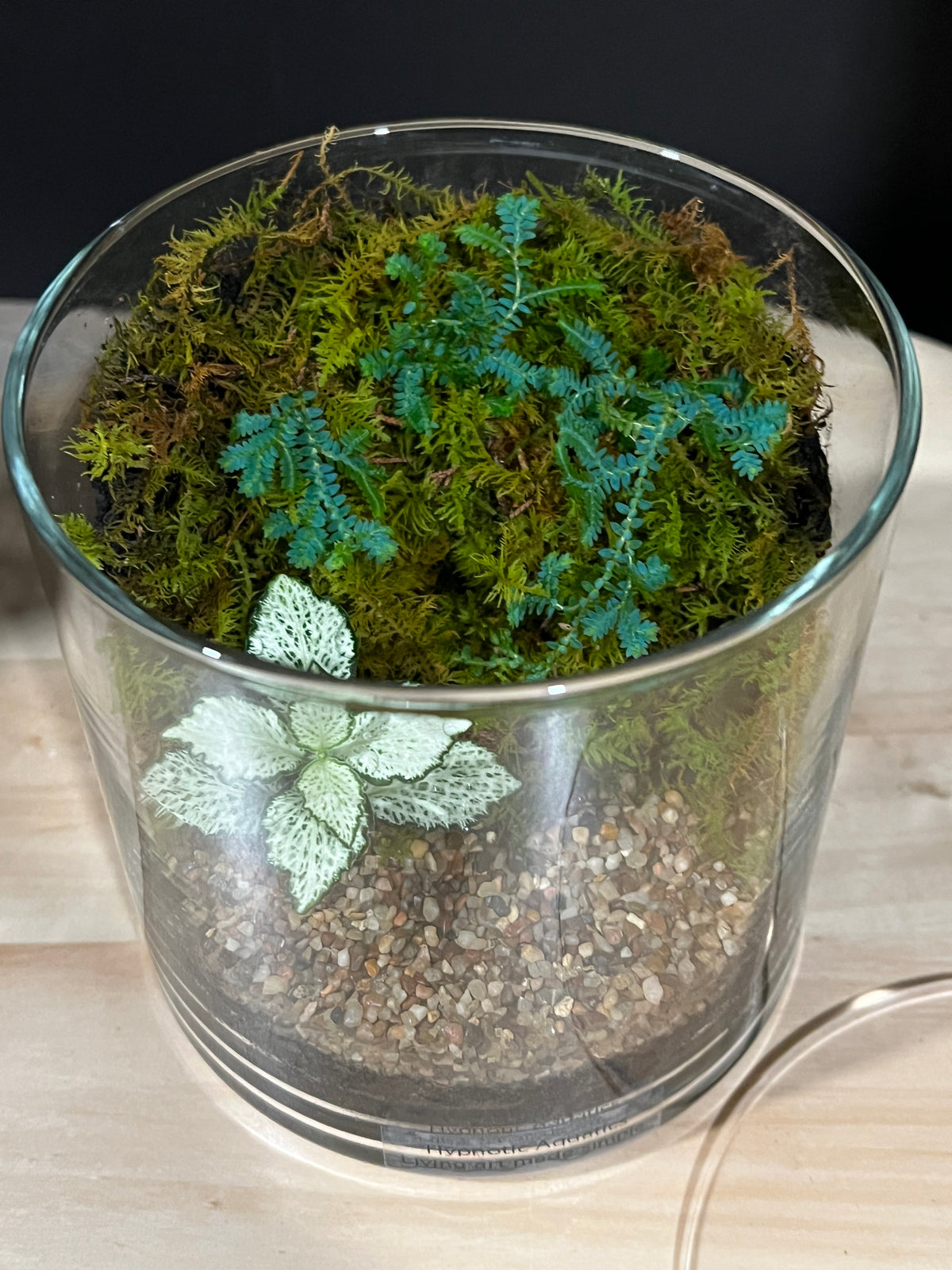 Terrarium 965
