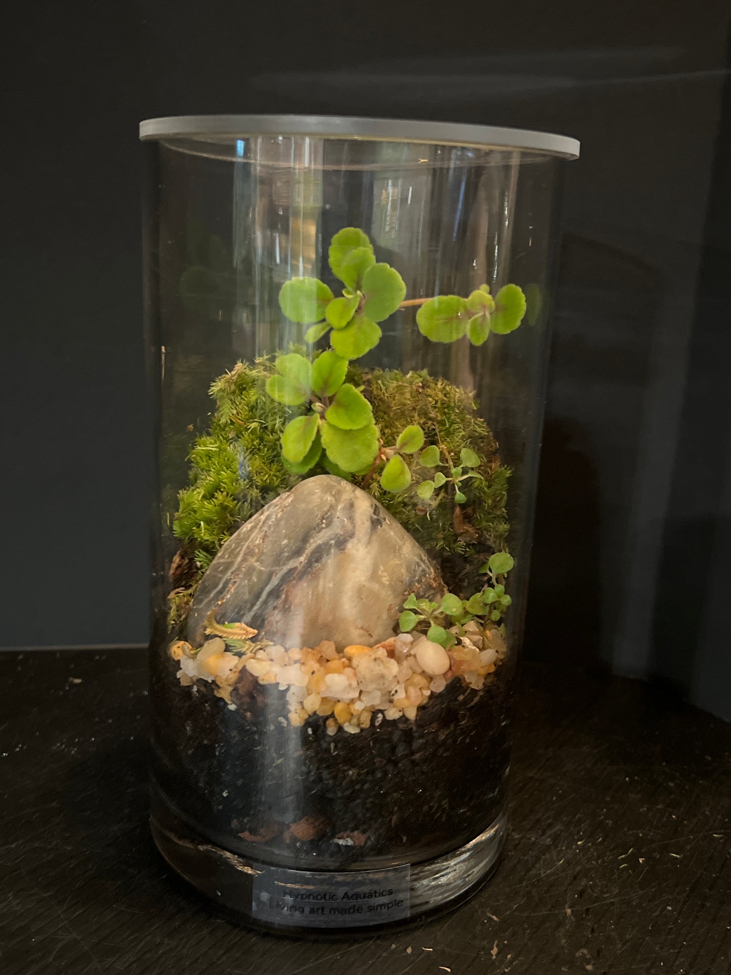 Terrarium 683