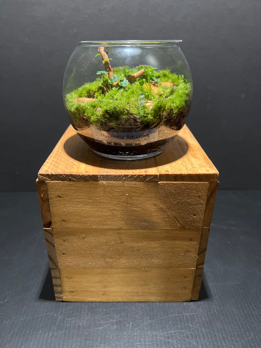 Terrarium #72