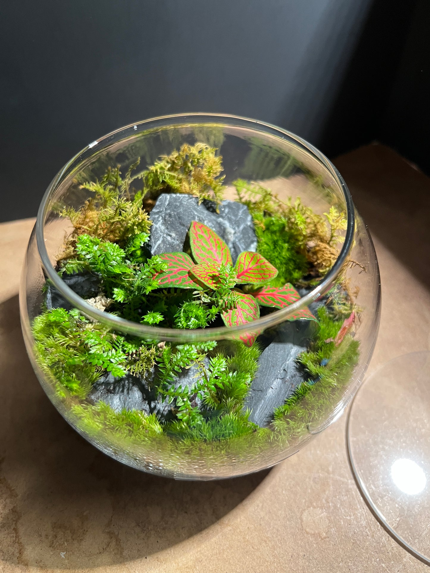 Terrarium 900