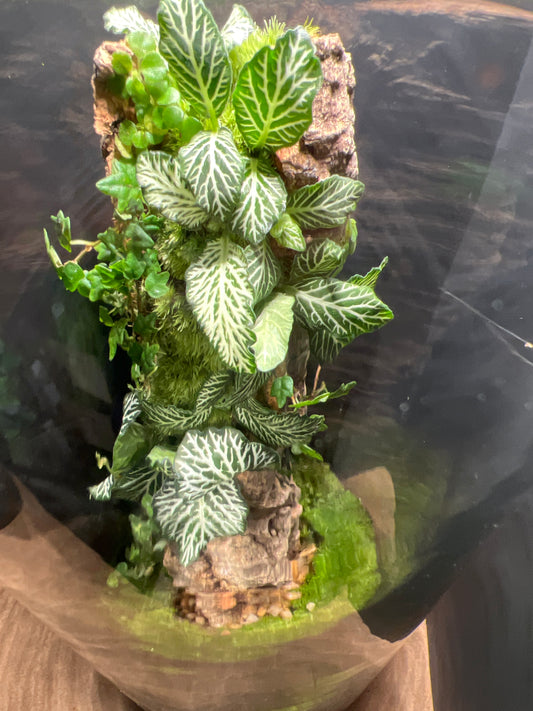 Terrarium #21